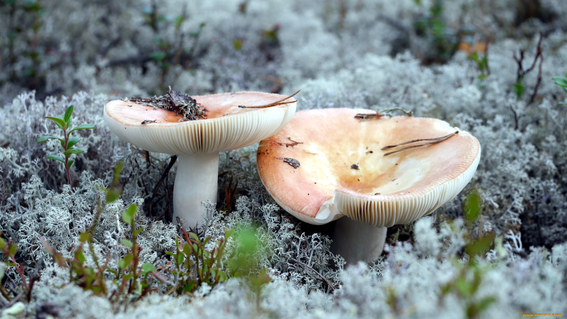 природа, грибы, сыроежки