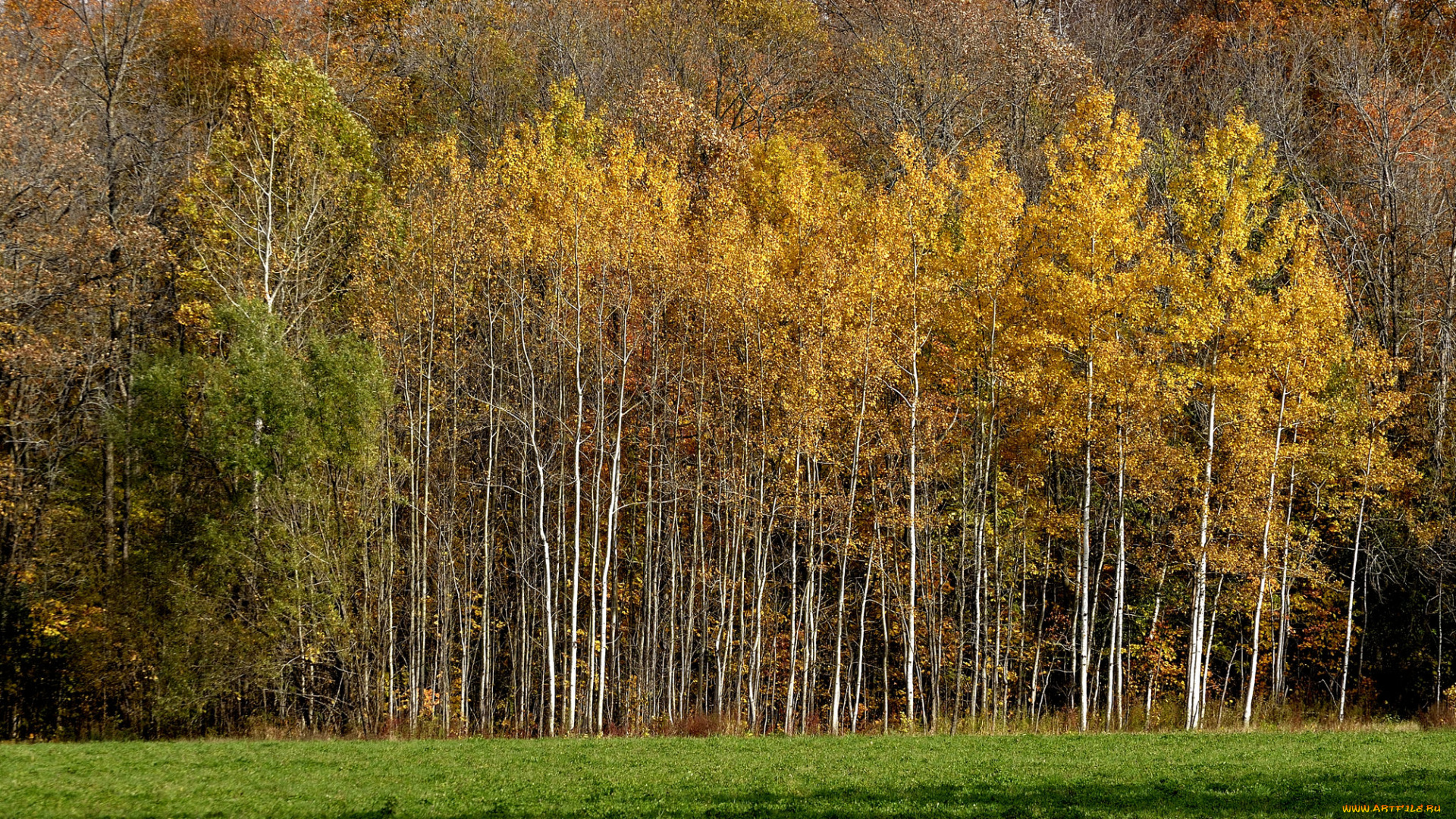 природа, лес, простор