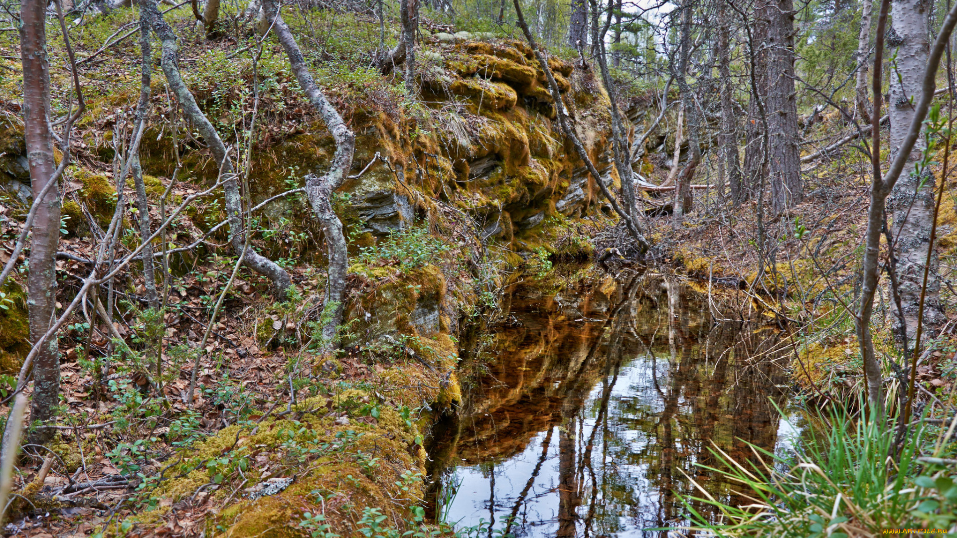 природа, лес, простор