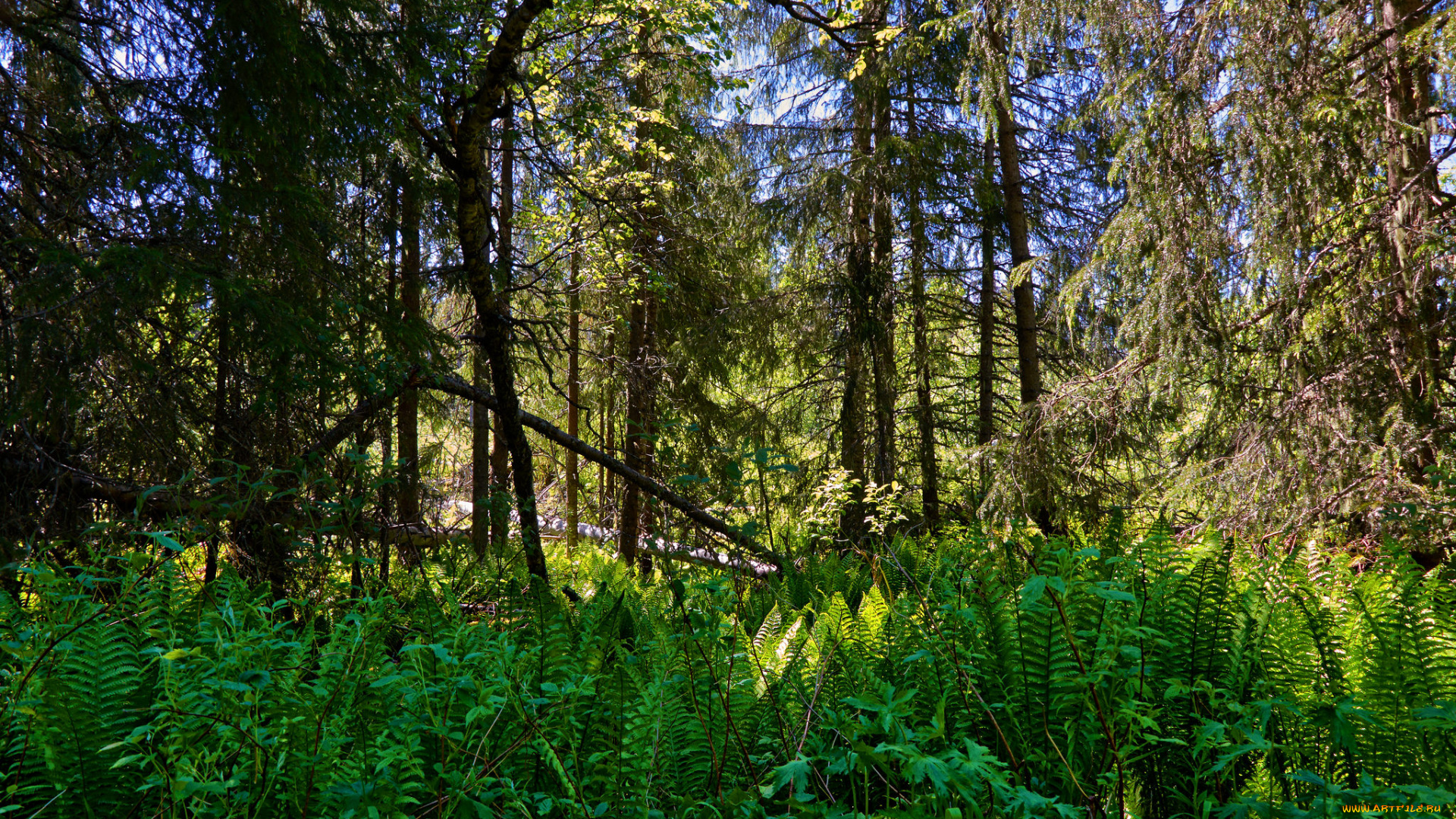 природа, лес, простор