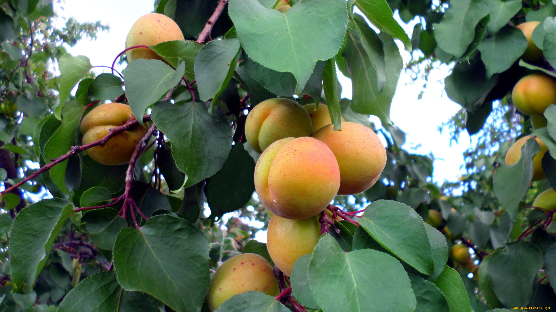 природа, плоды, абрикосы