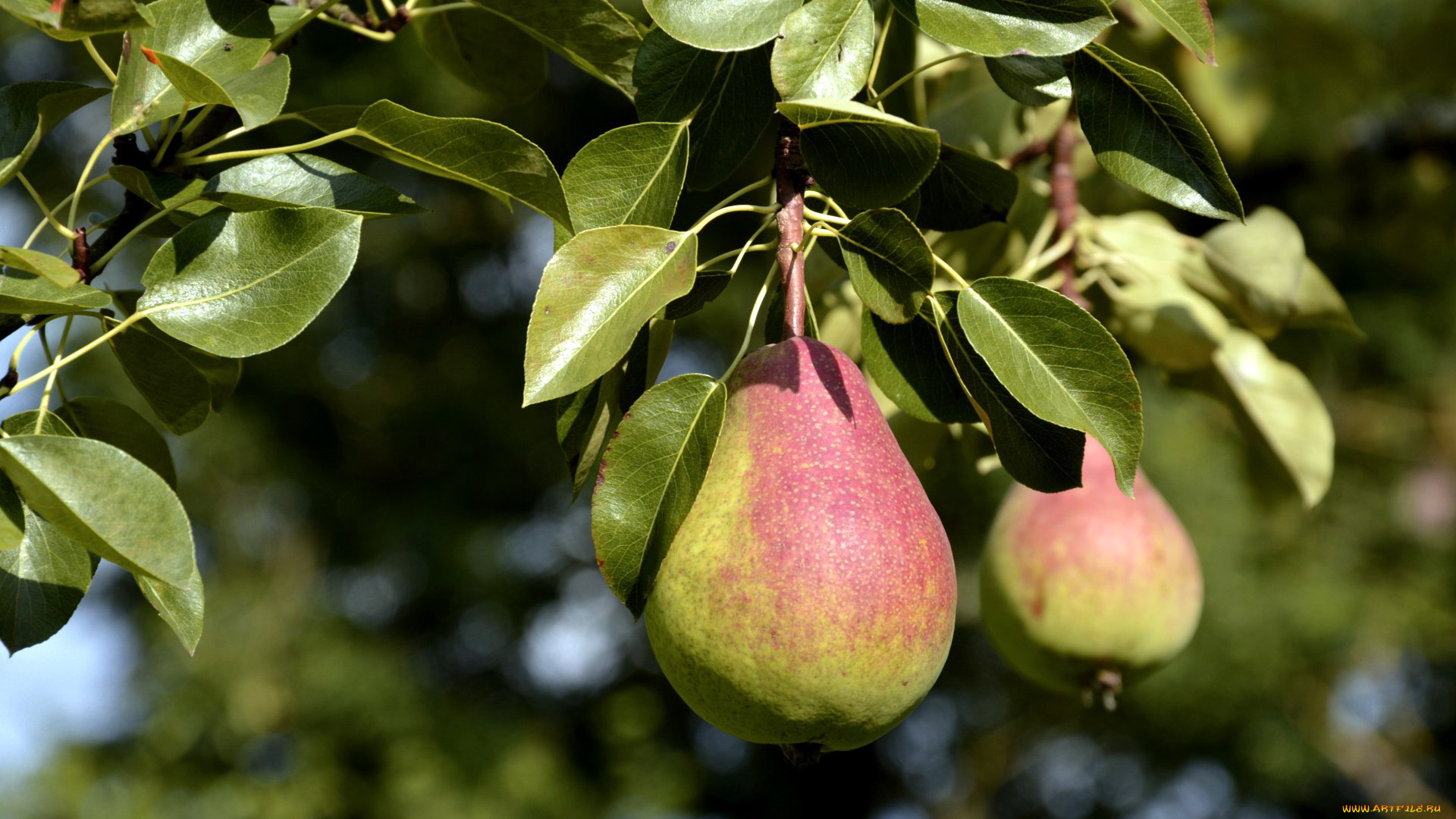 природа, плоды, груши