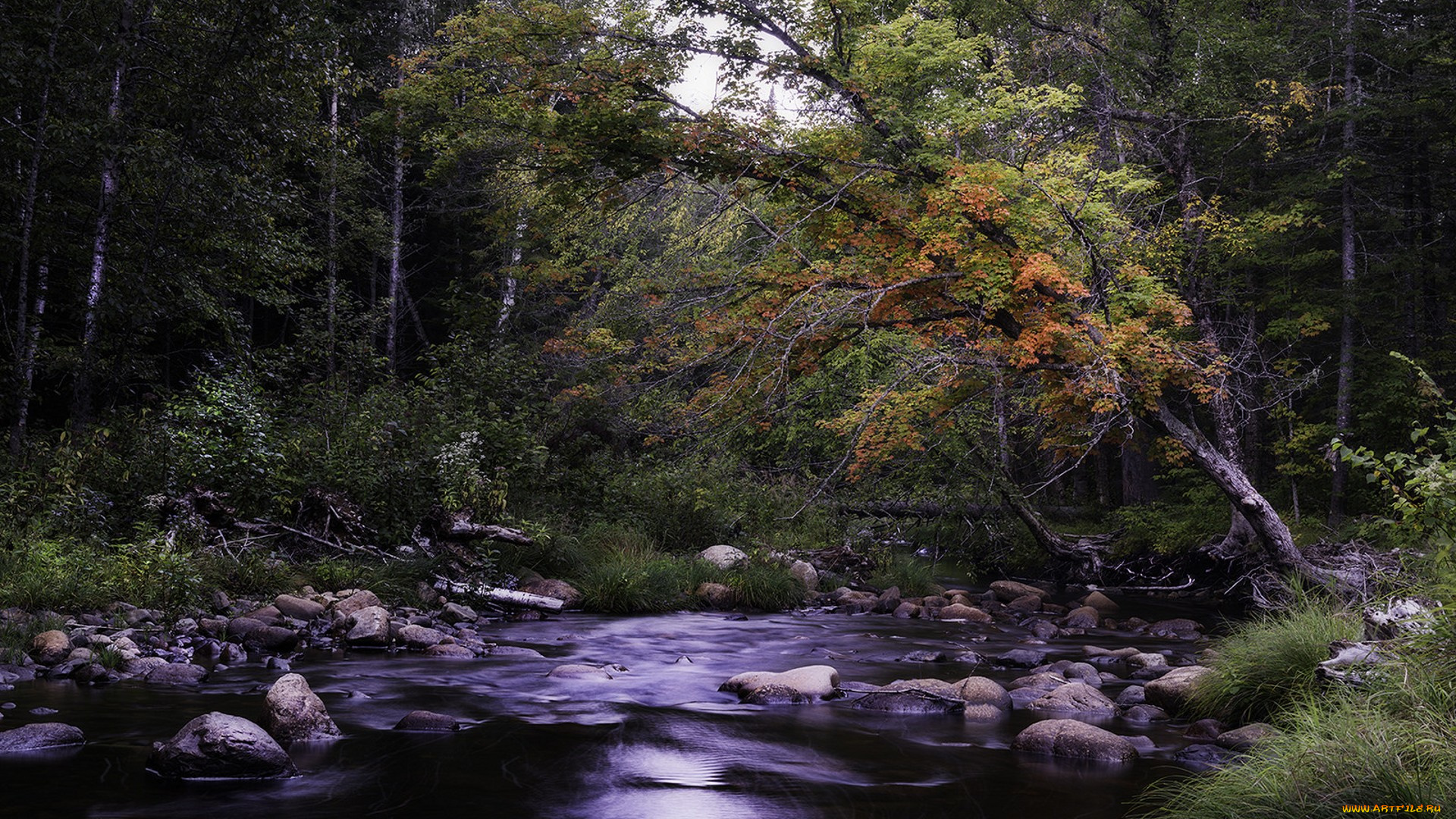 природа, реки, озера, лес, река