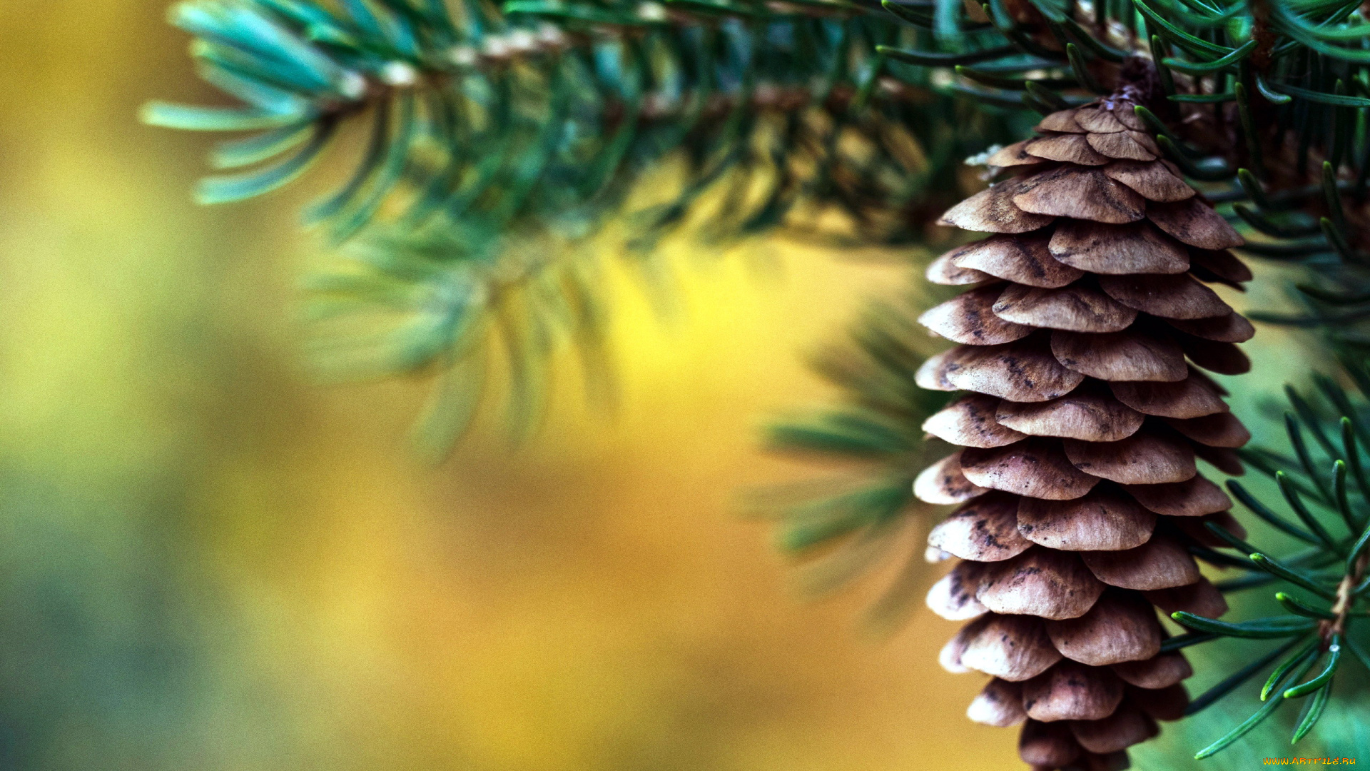 природа, шишки, , жёлуди, , каштаны, макро, шишка