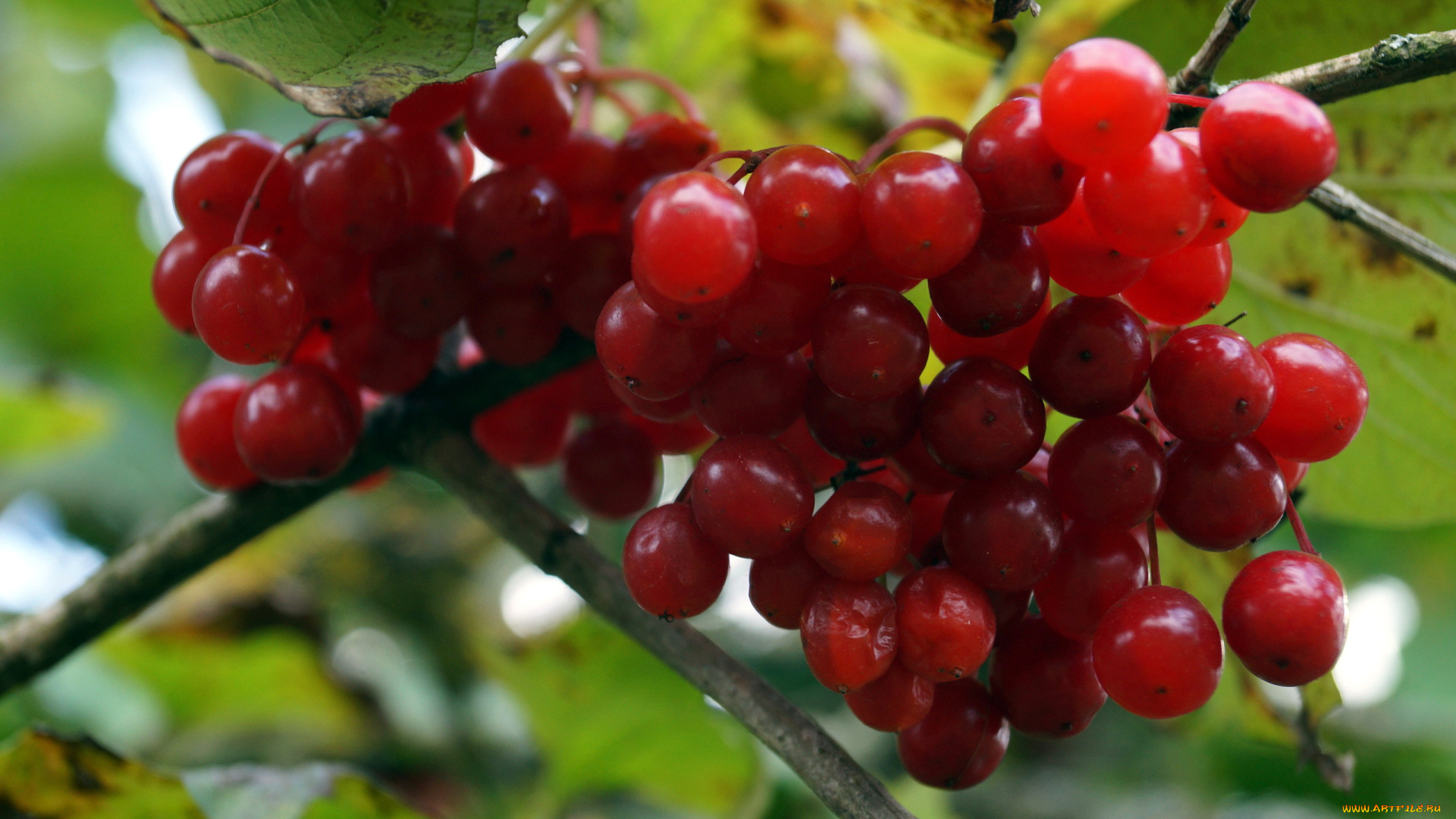 природа, Ягоды, , калина, калина