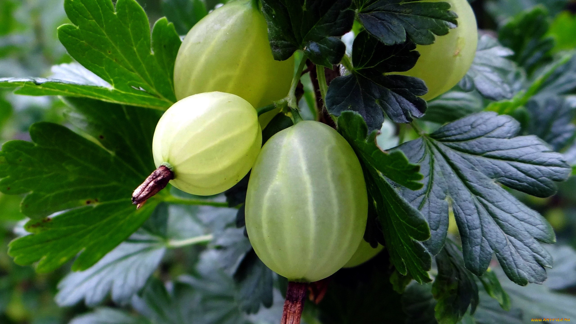 природа, Ягоды, крыжовник