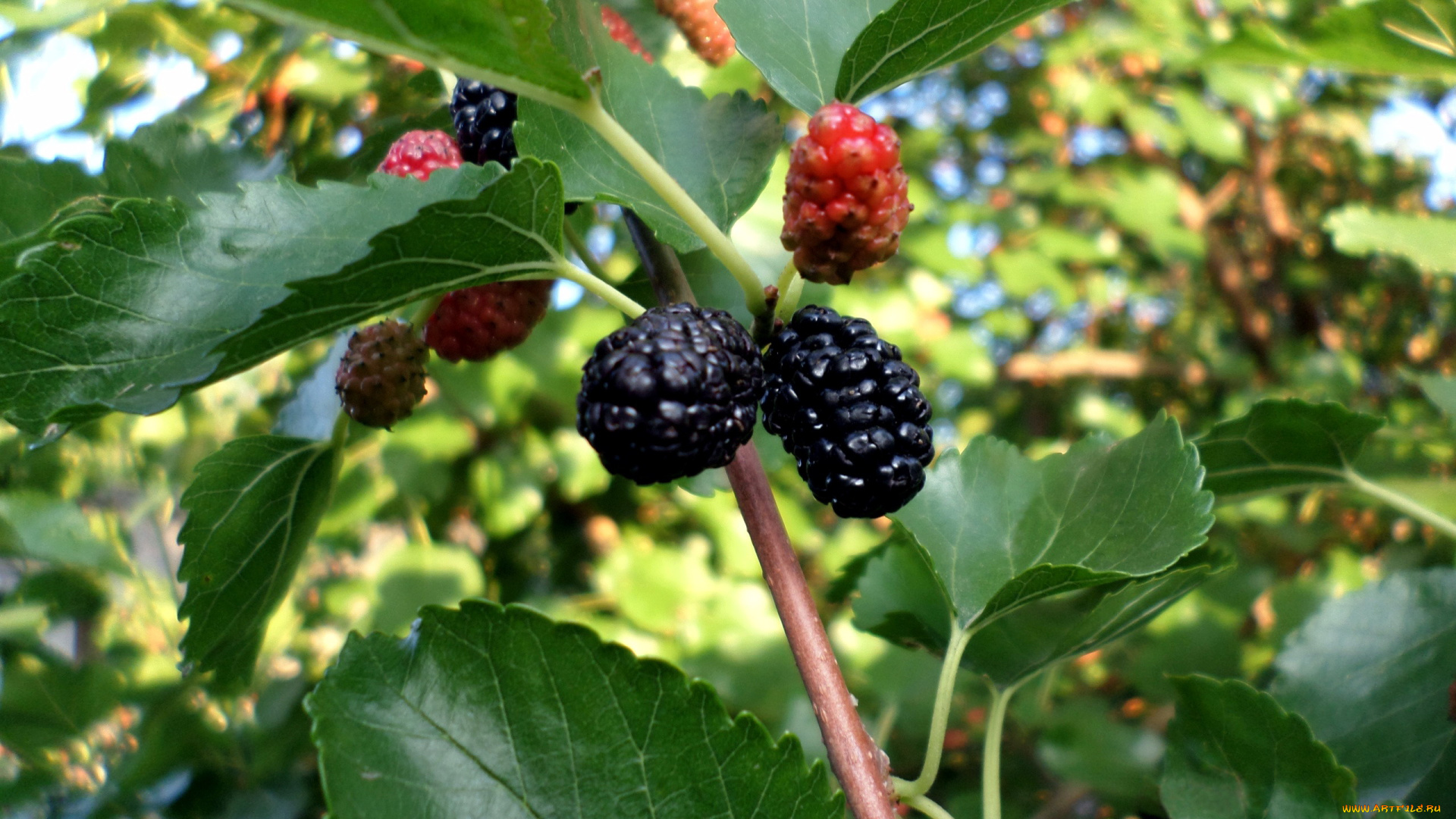 природа, Ягоды, шелковица