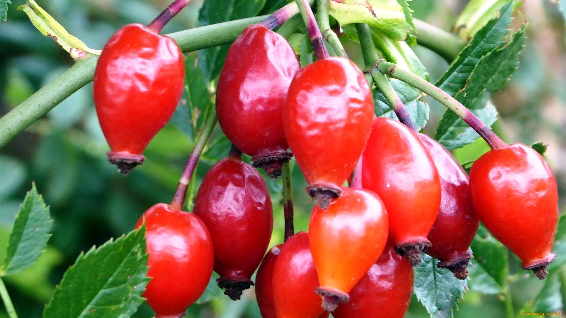 природа, Ягоды, шиповник