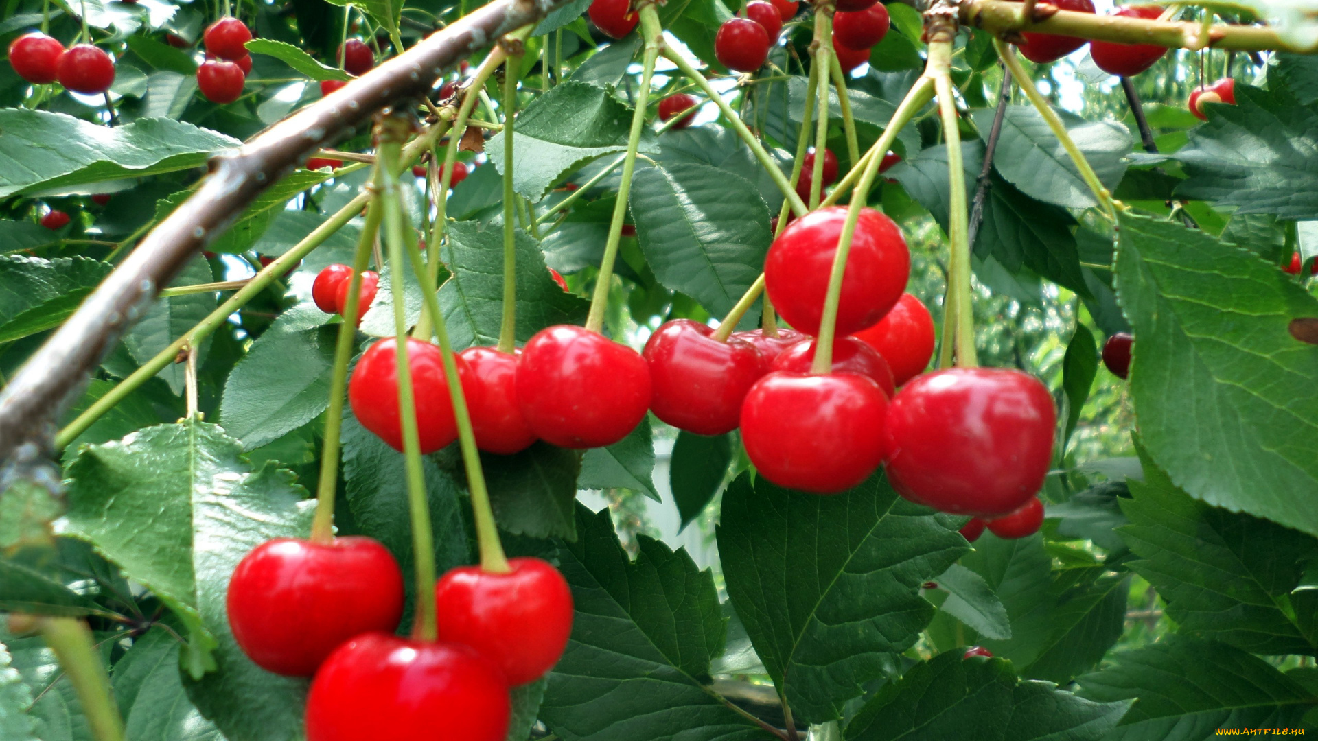 природа, Ягоды, вишни