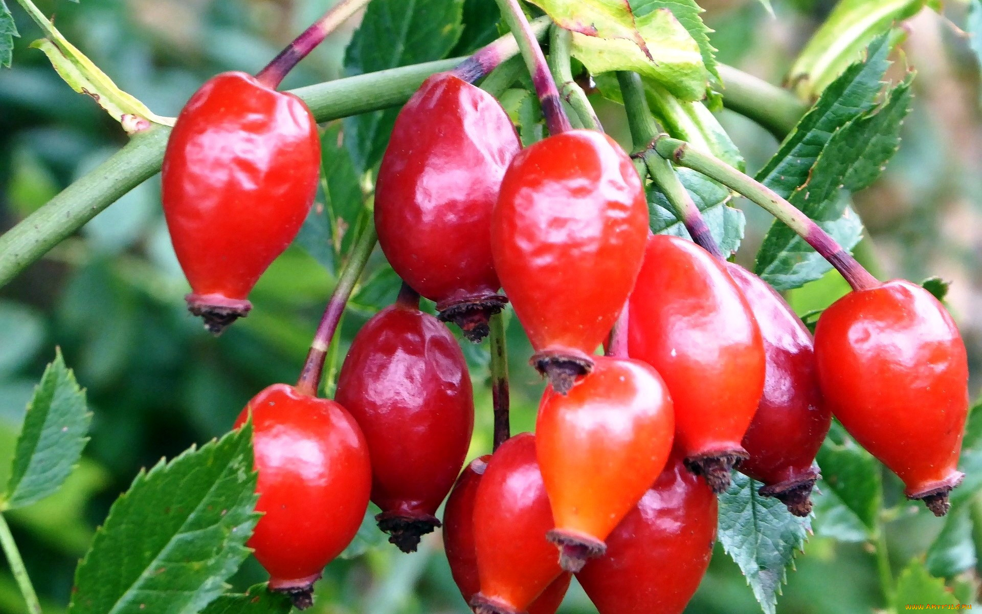 природа, Ягоды, шиповник