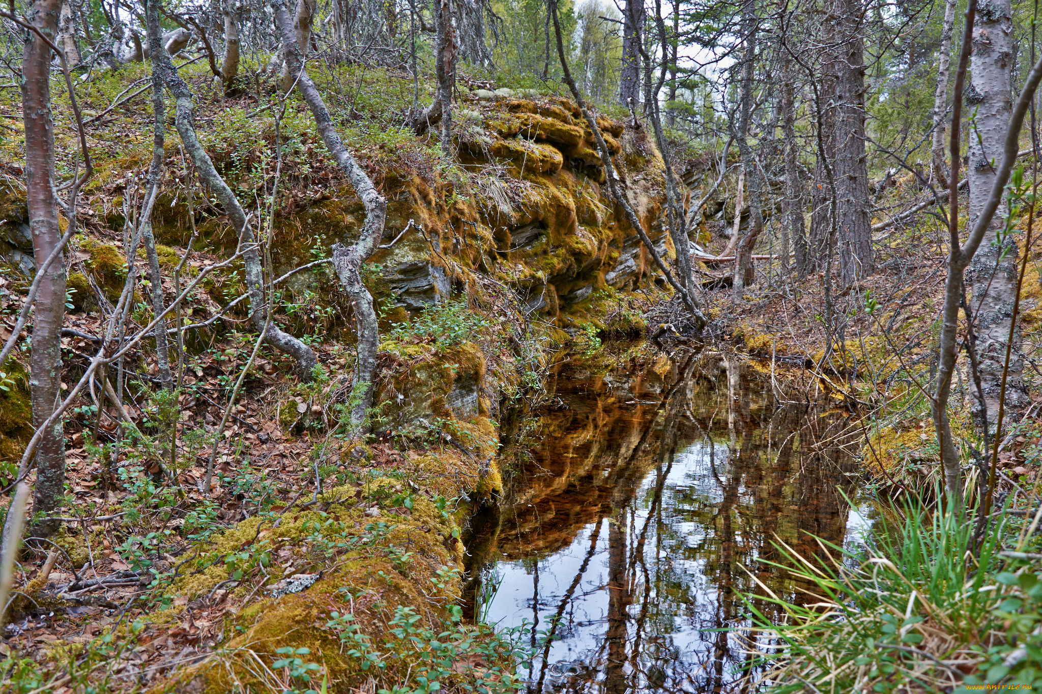 природа, лес, простор