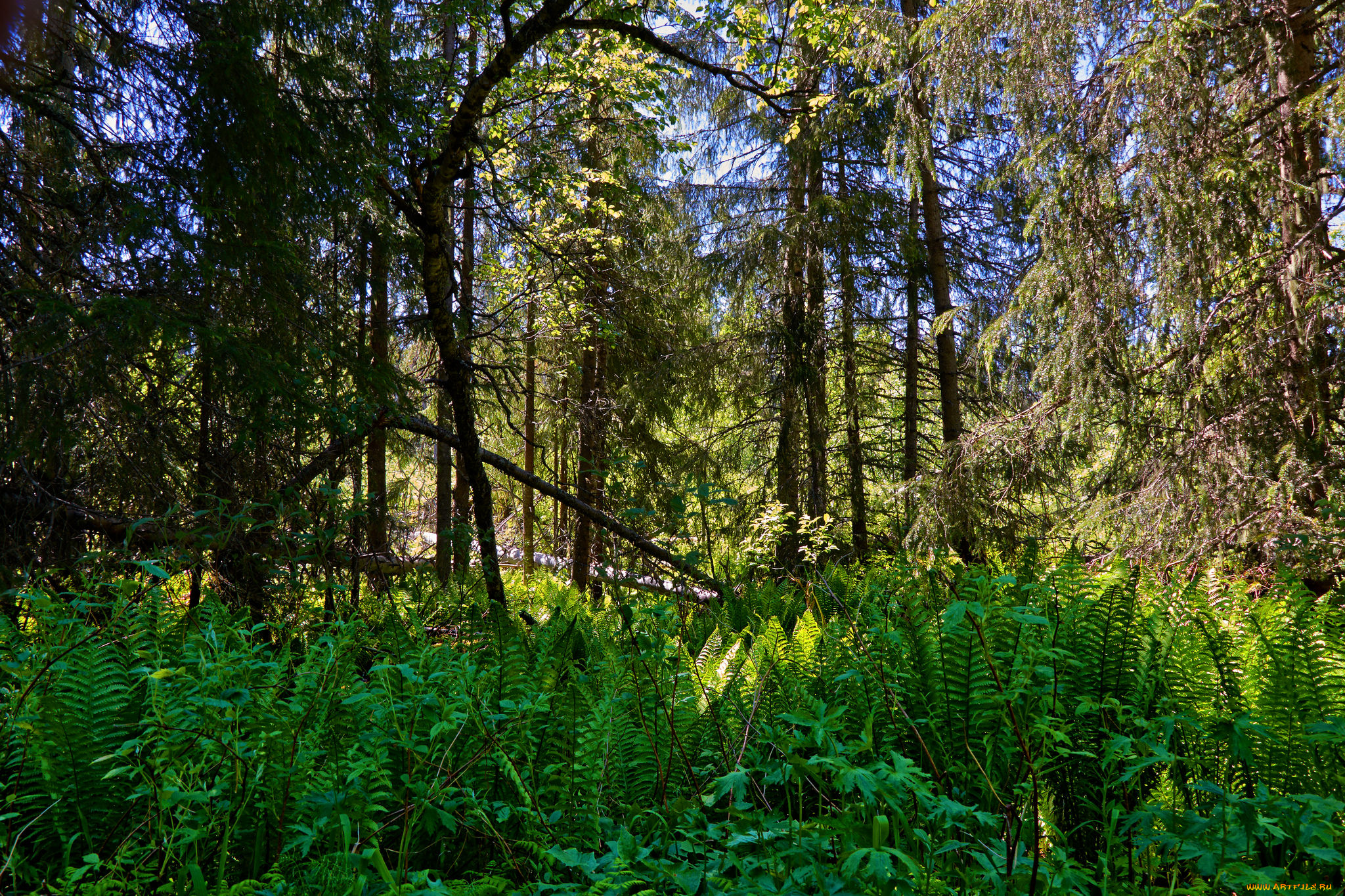 природа, лес, простор