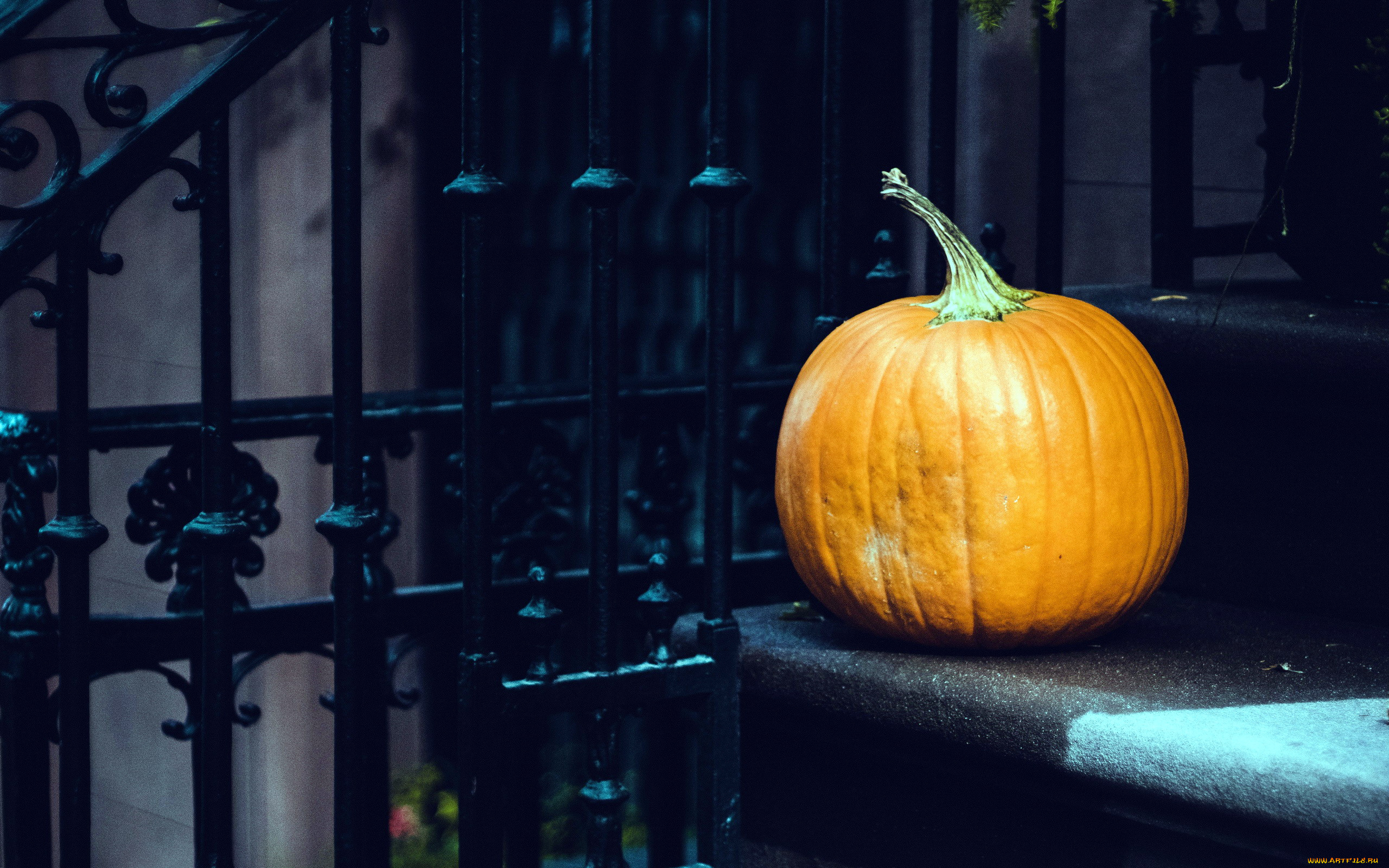 еда, тыква, оранжевый, крыльцо