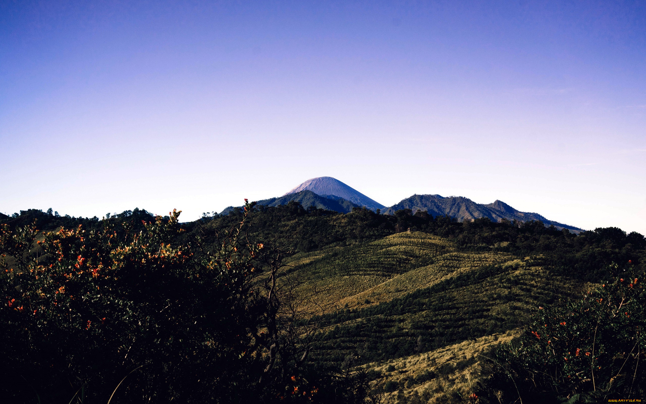 природа, горы, вершина, деревья