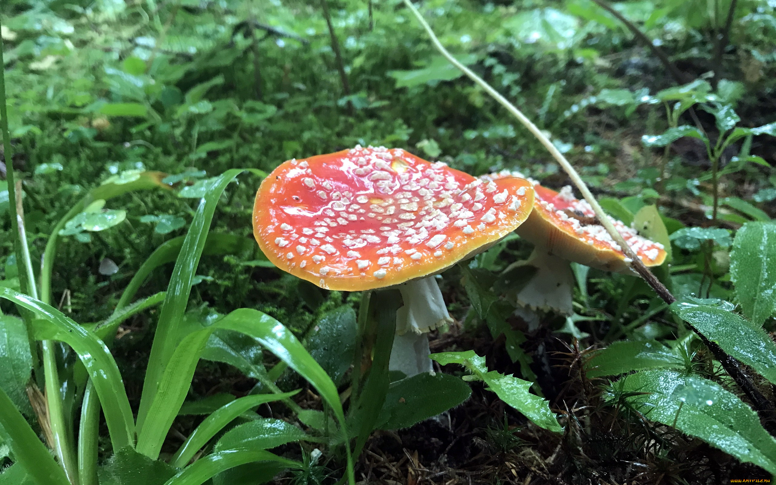 природа, грибы, , мухомор, дуэт