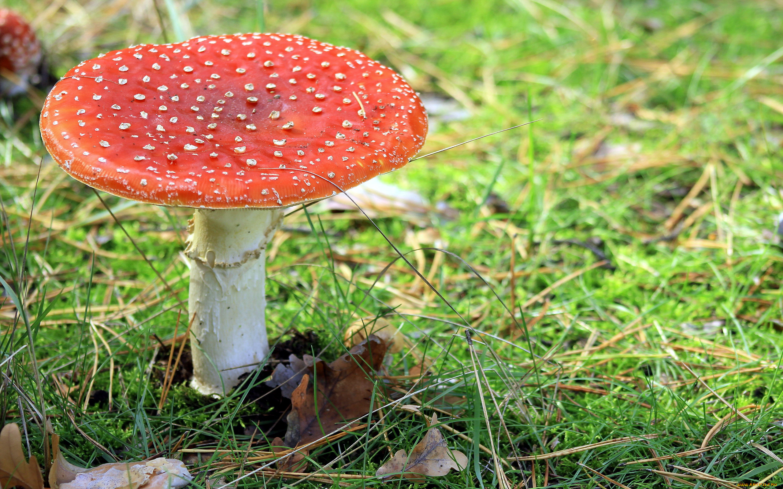 природа, грибы, , мухомор, одиночка