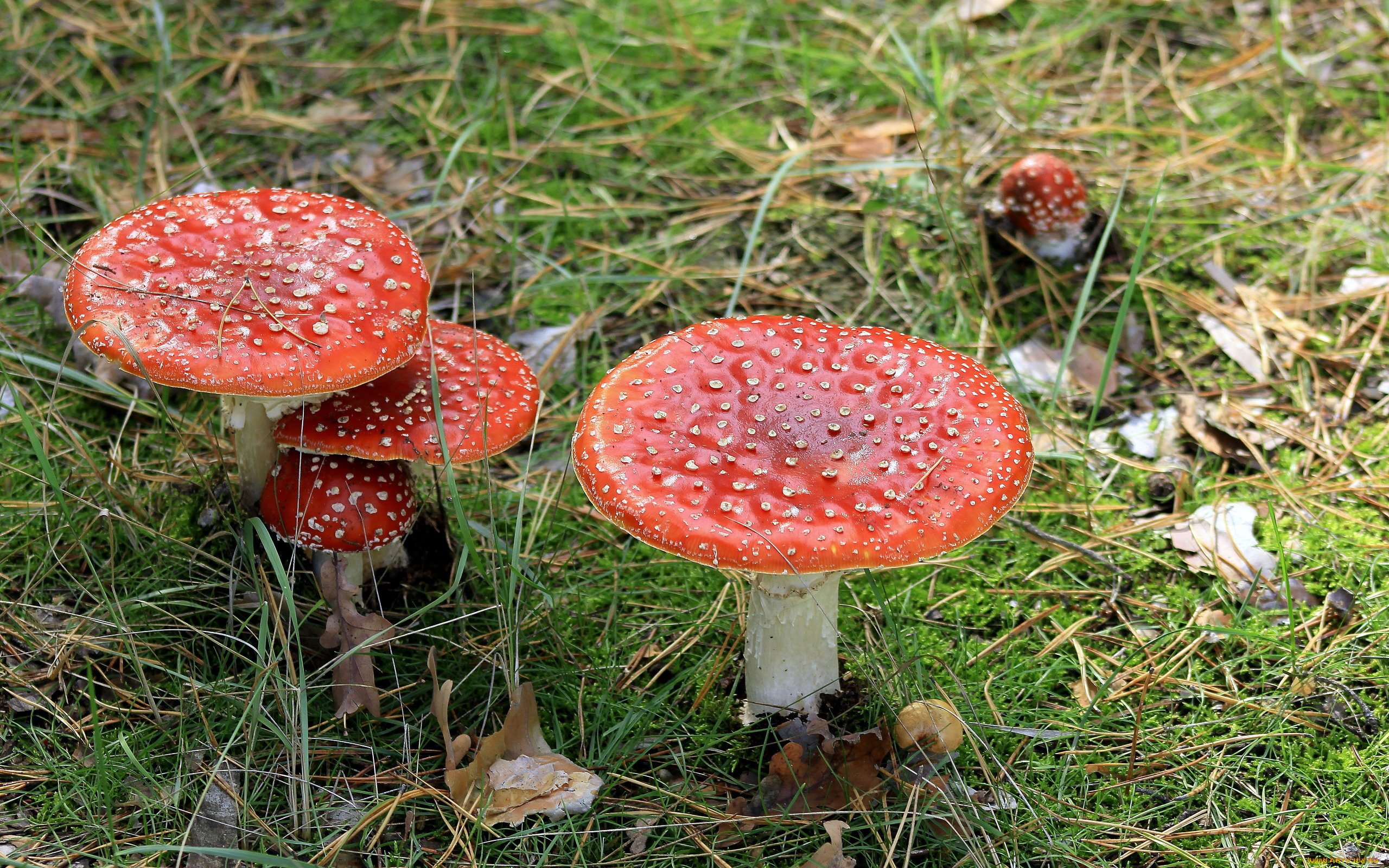 природа, грибы, , мухомор, семейка, грибная