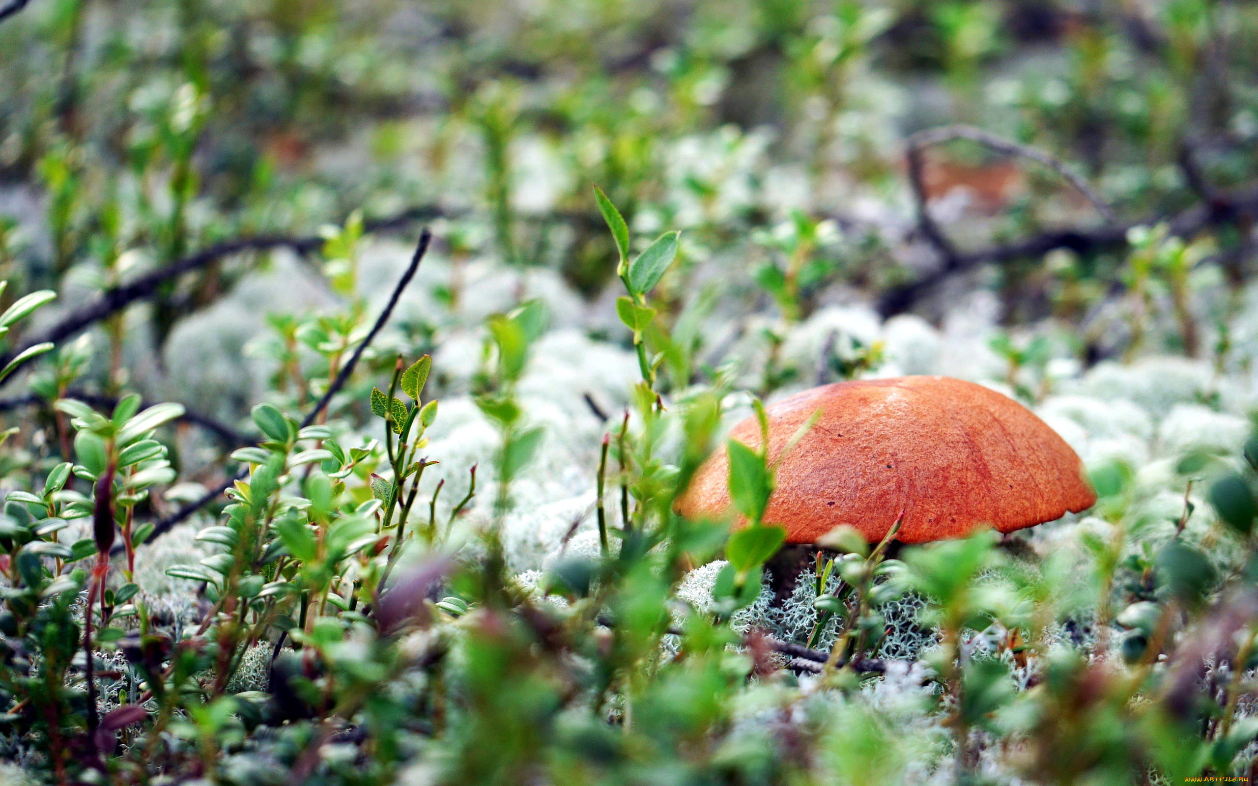 природа, грибы, подосиновик