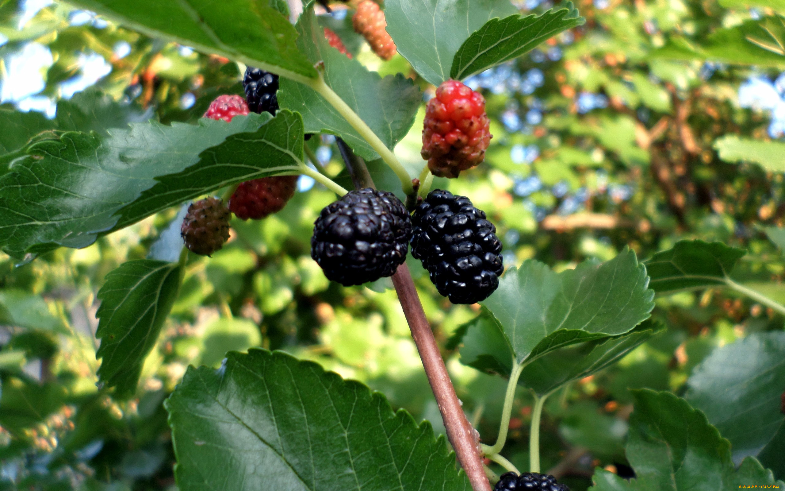 природа, Ягоды, шелковица