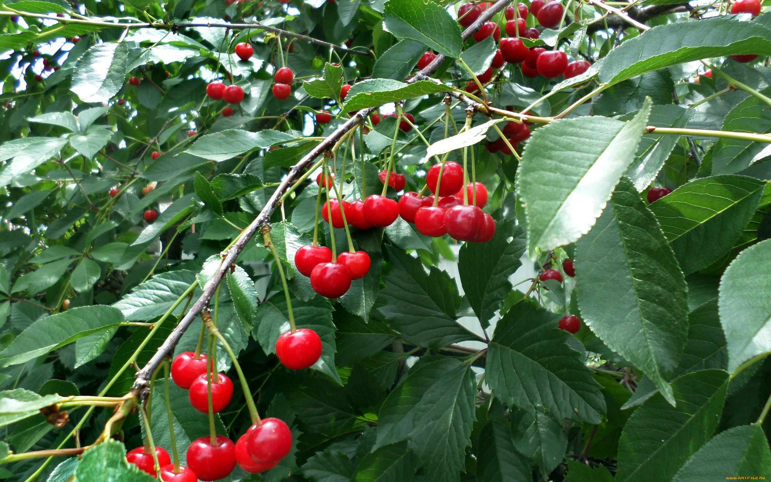 природа, Ягоды, вишни