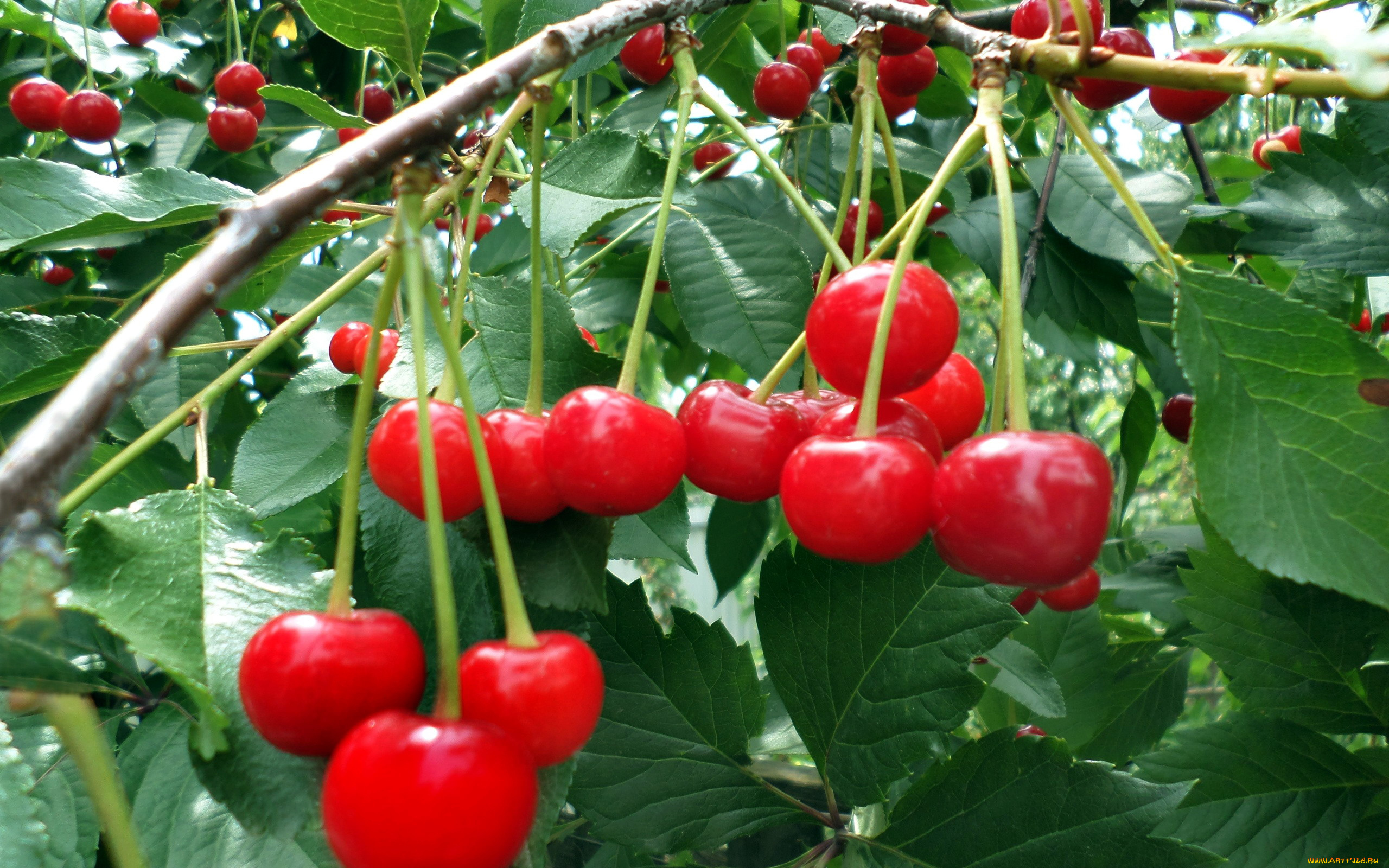 природа, Ягоды, вишни