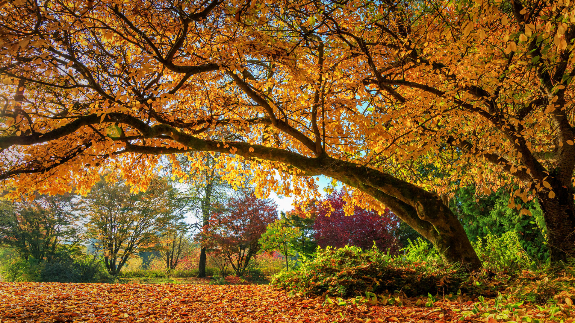 природа, деревья, осень