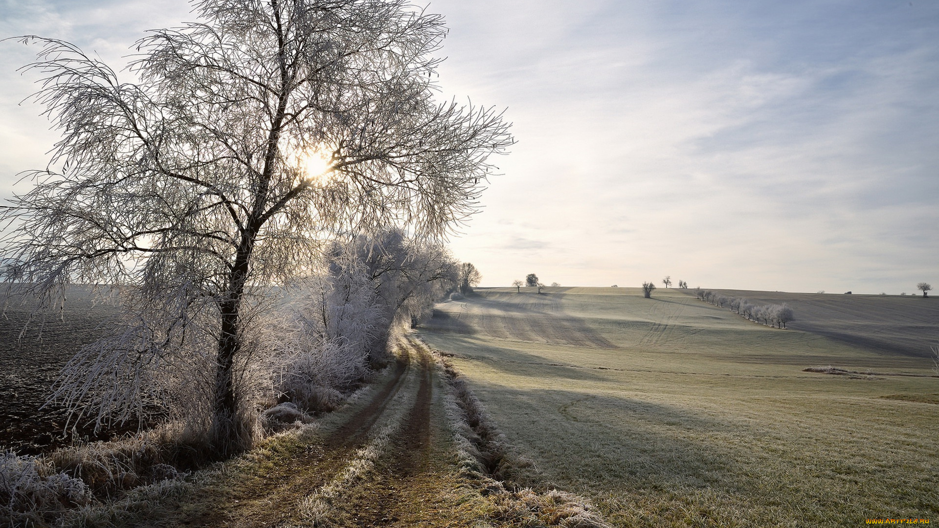 природа, дороги, деревья, поле, утро, иней, зима