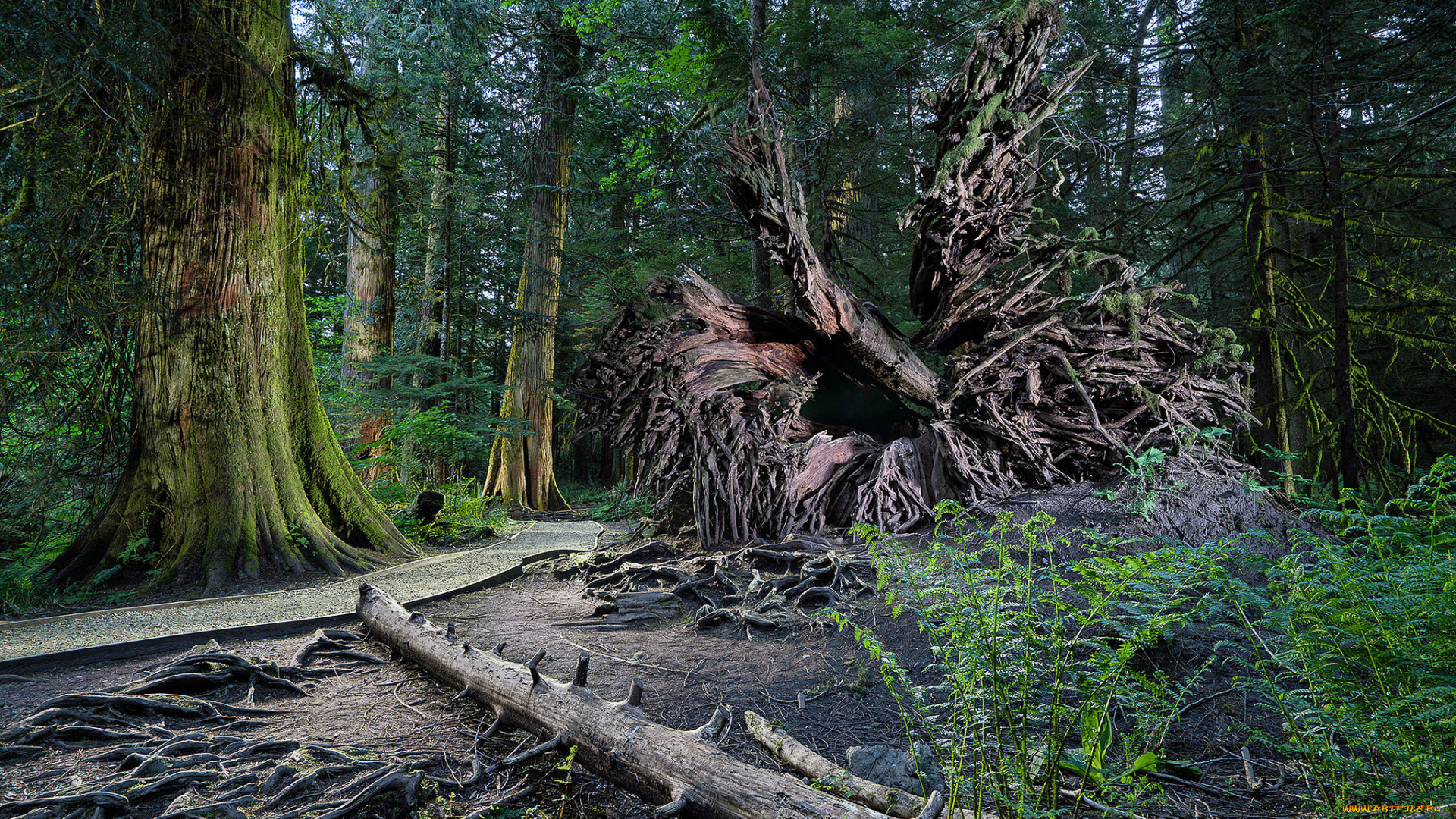 природа, лес, простор