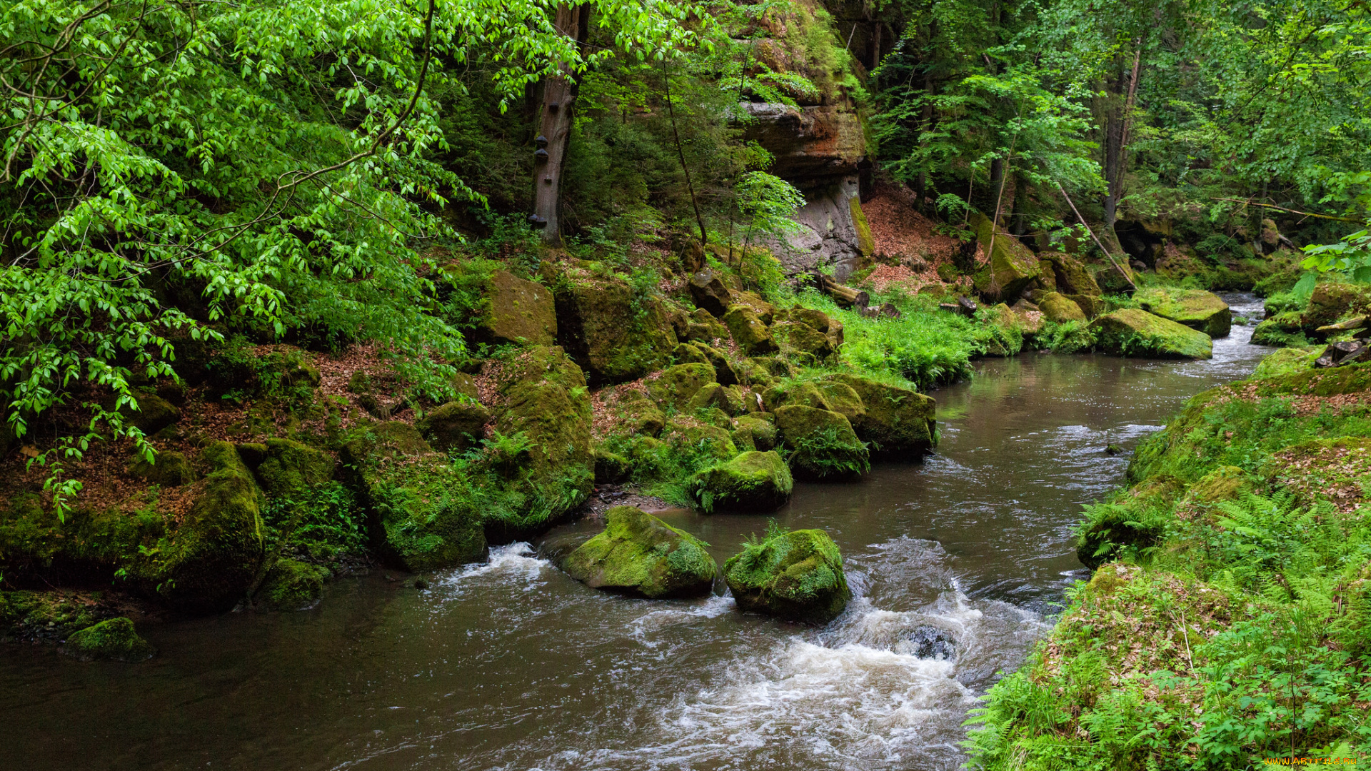 природа, реки, озера, лес, река, камни