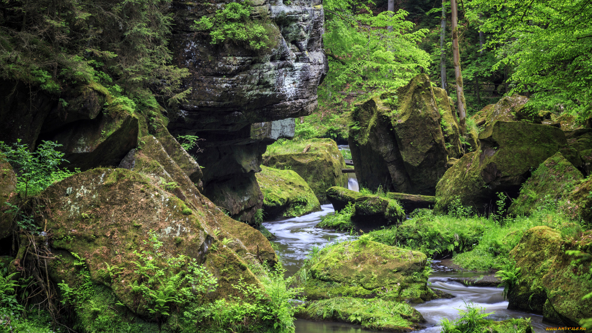 природа, реки, озера, лес, река, камни