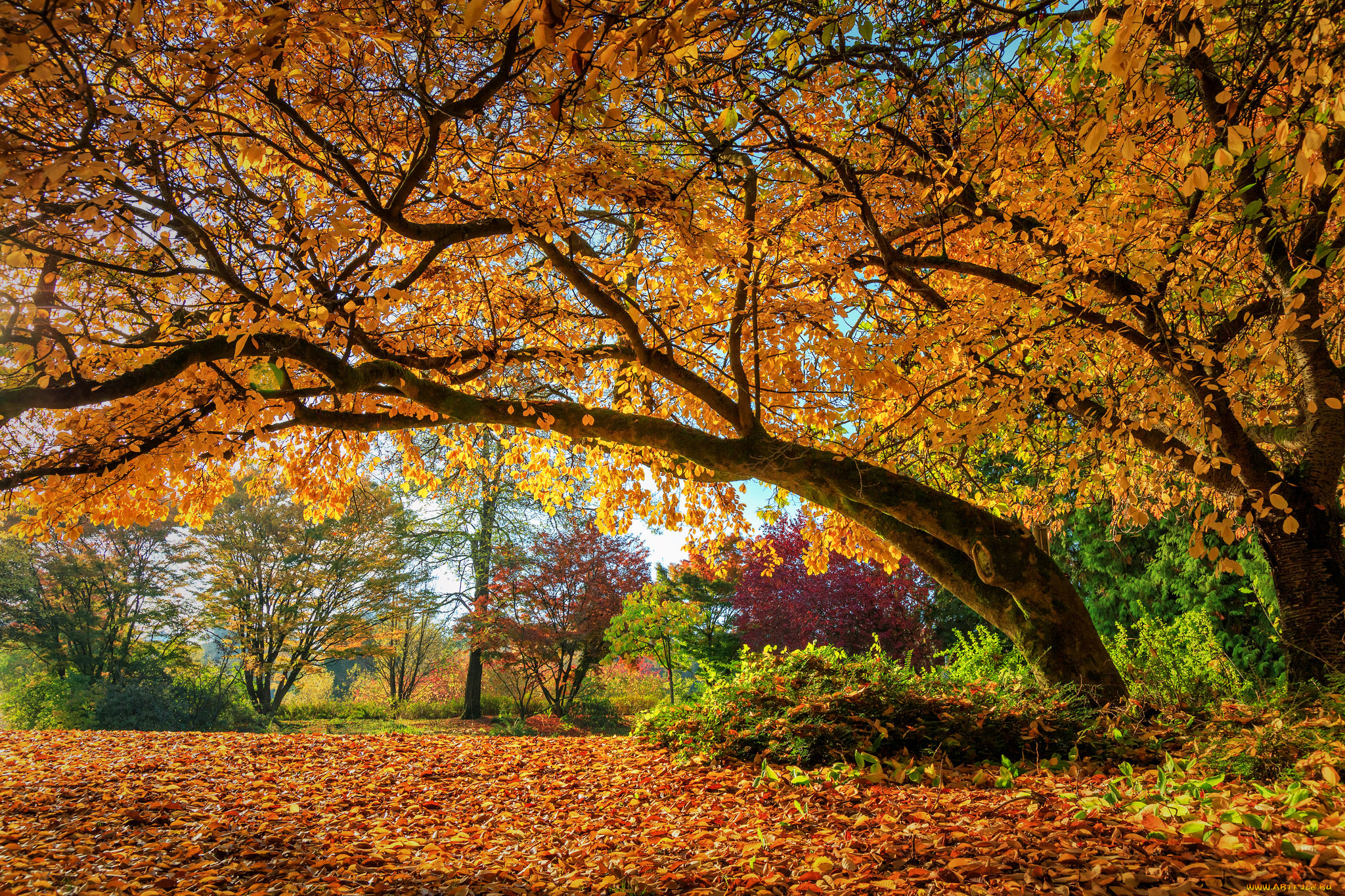 природа, деревья, осень