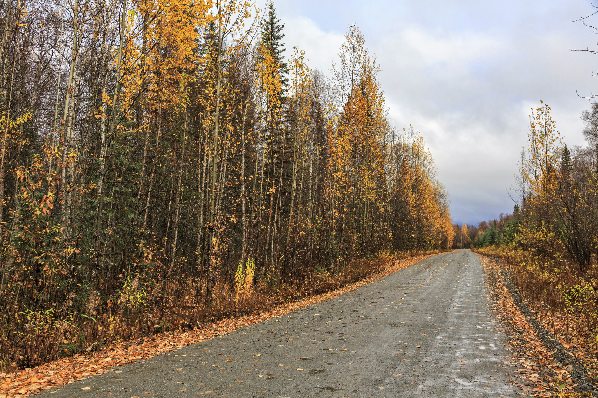 природа, дороги, деревья, лес, дорога