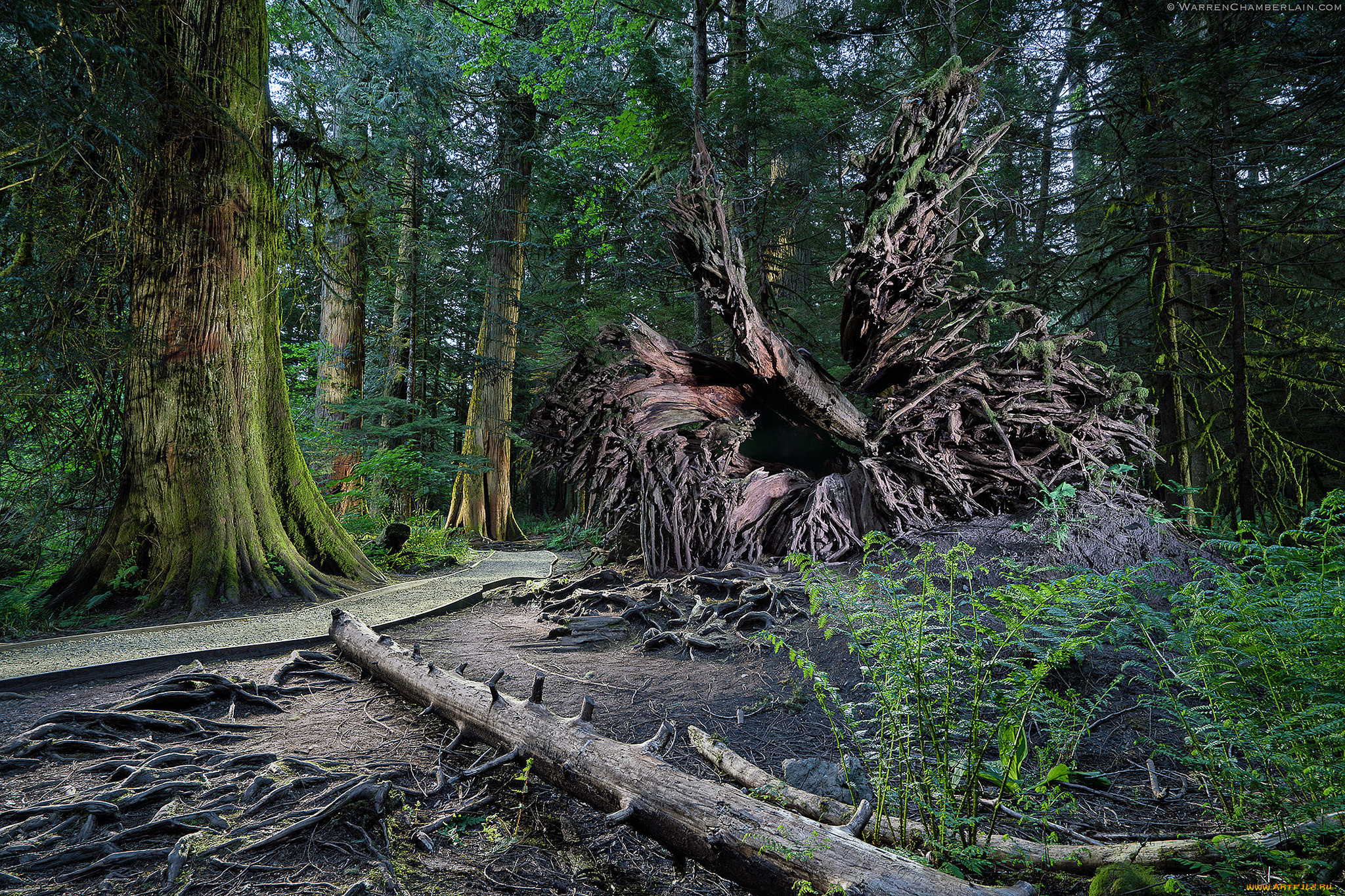 природа, лес, простор