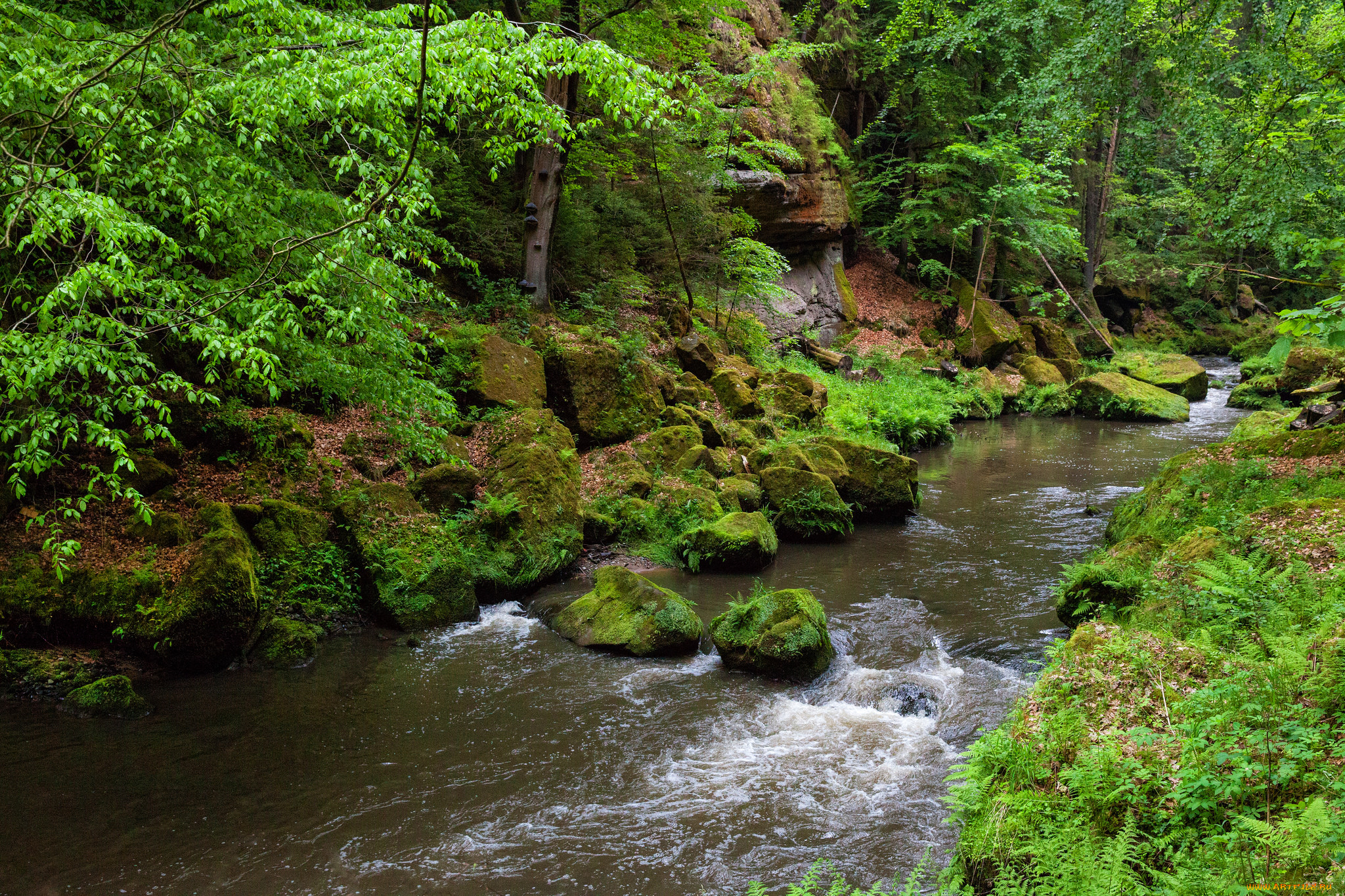 природа, реки, озера, лес, река, камни