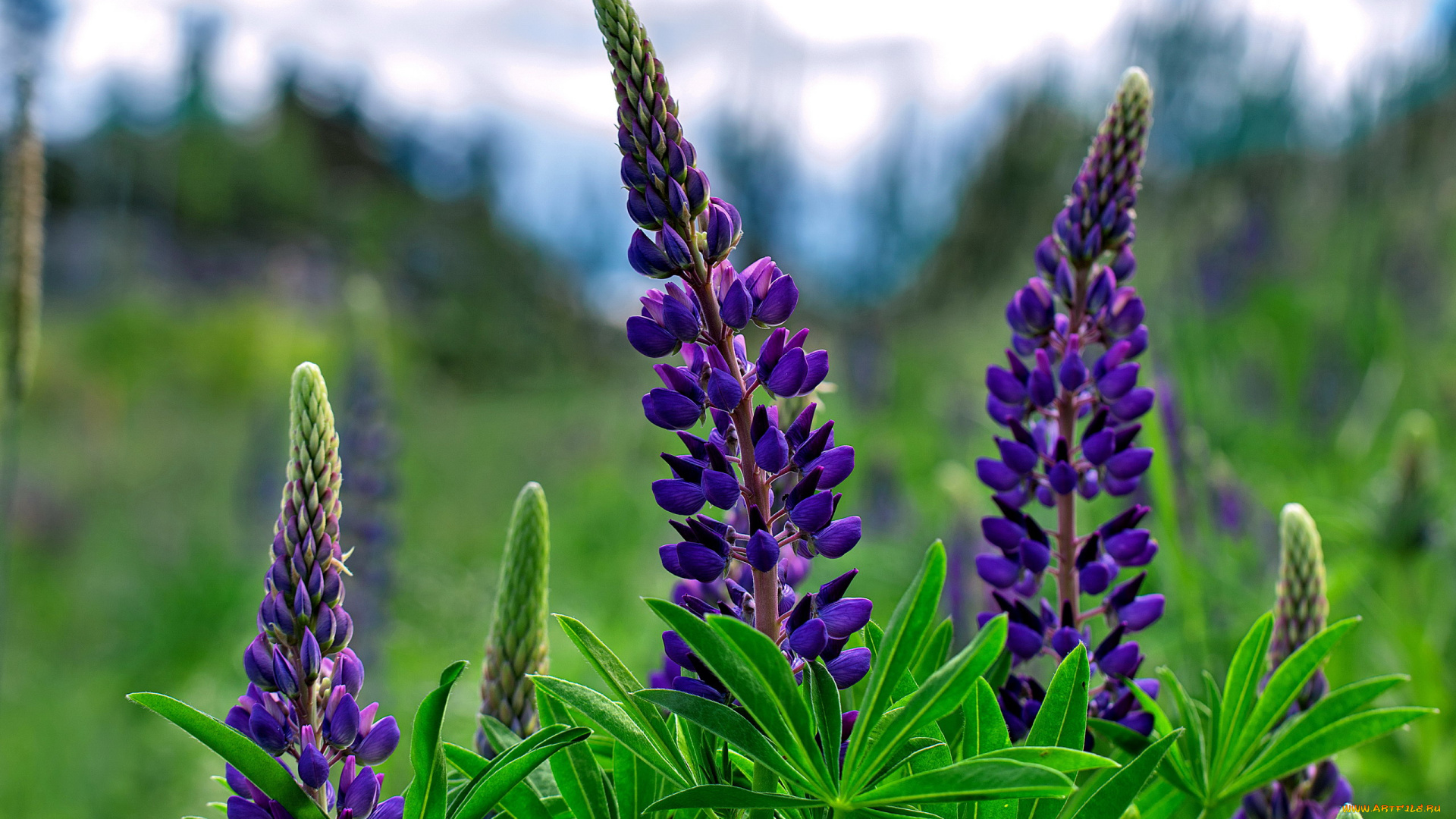 цветы, люпин