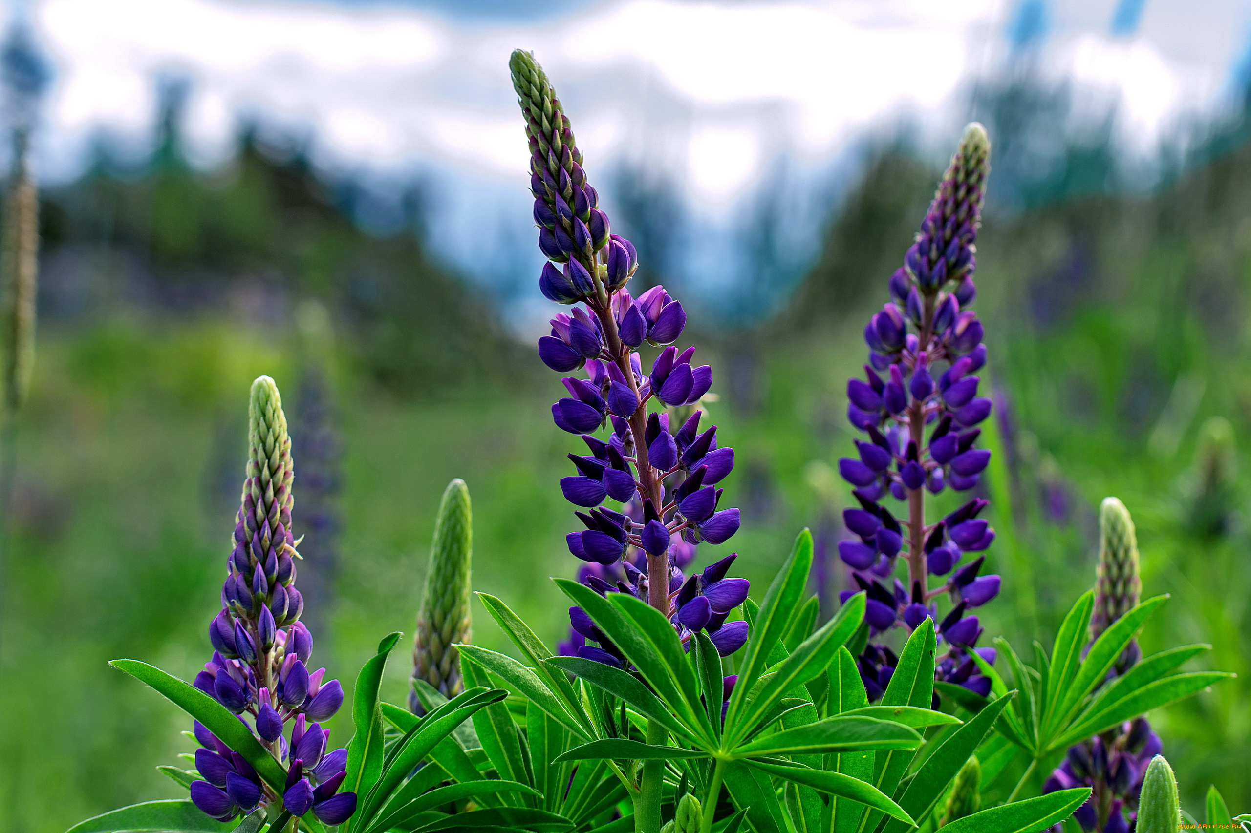 цветы, люпин