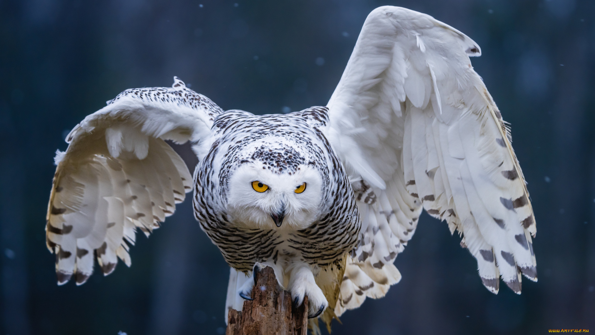 белая, сова, животные, совы, белая, сова, птица, фауна, поза, дикая, природа