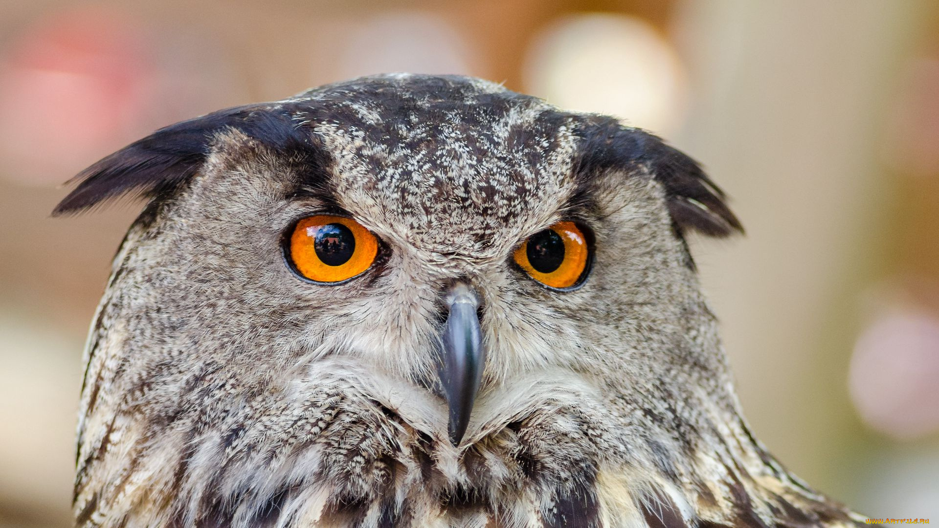 филин, животные, совы, сова, птица, фауна, дикая, природа