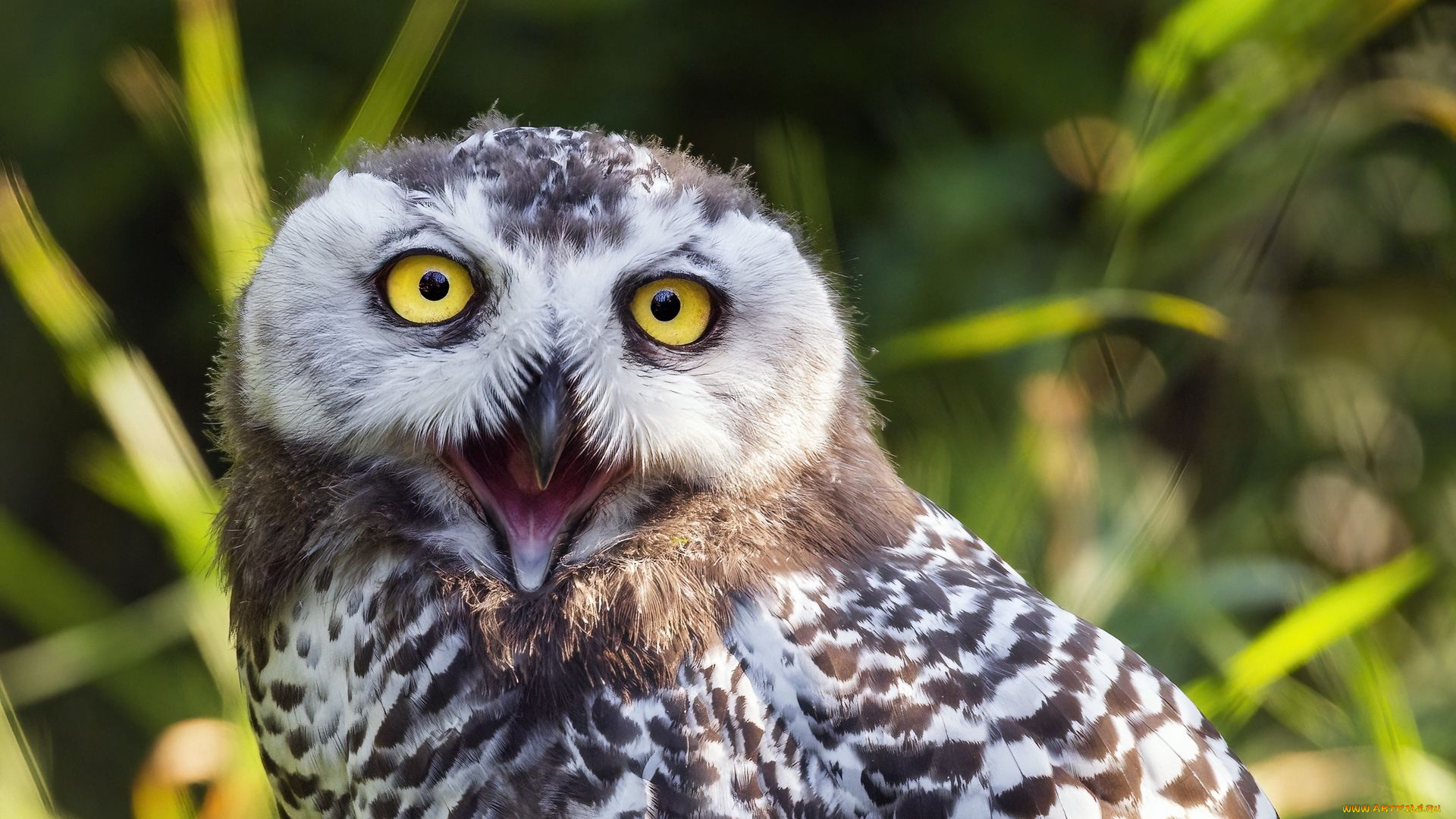 сова, животные, совы, птица, фауна, дикая, природа