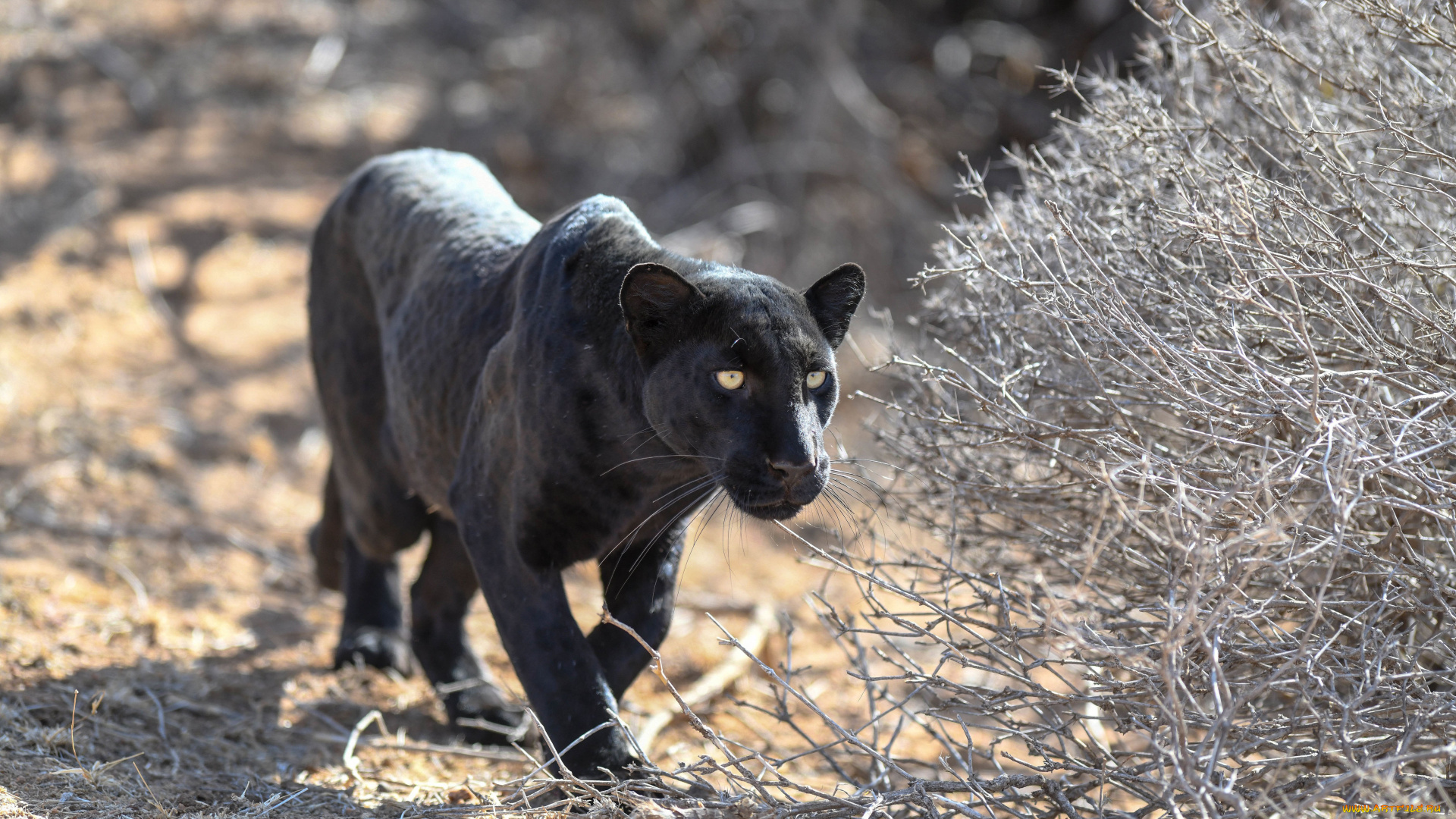животные, пантеры, леопард, молодой, крадётся