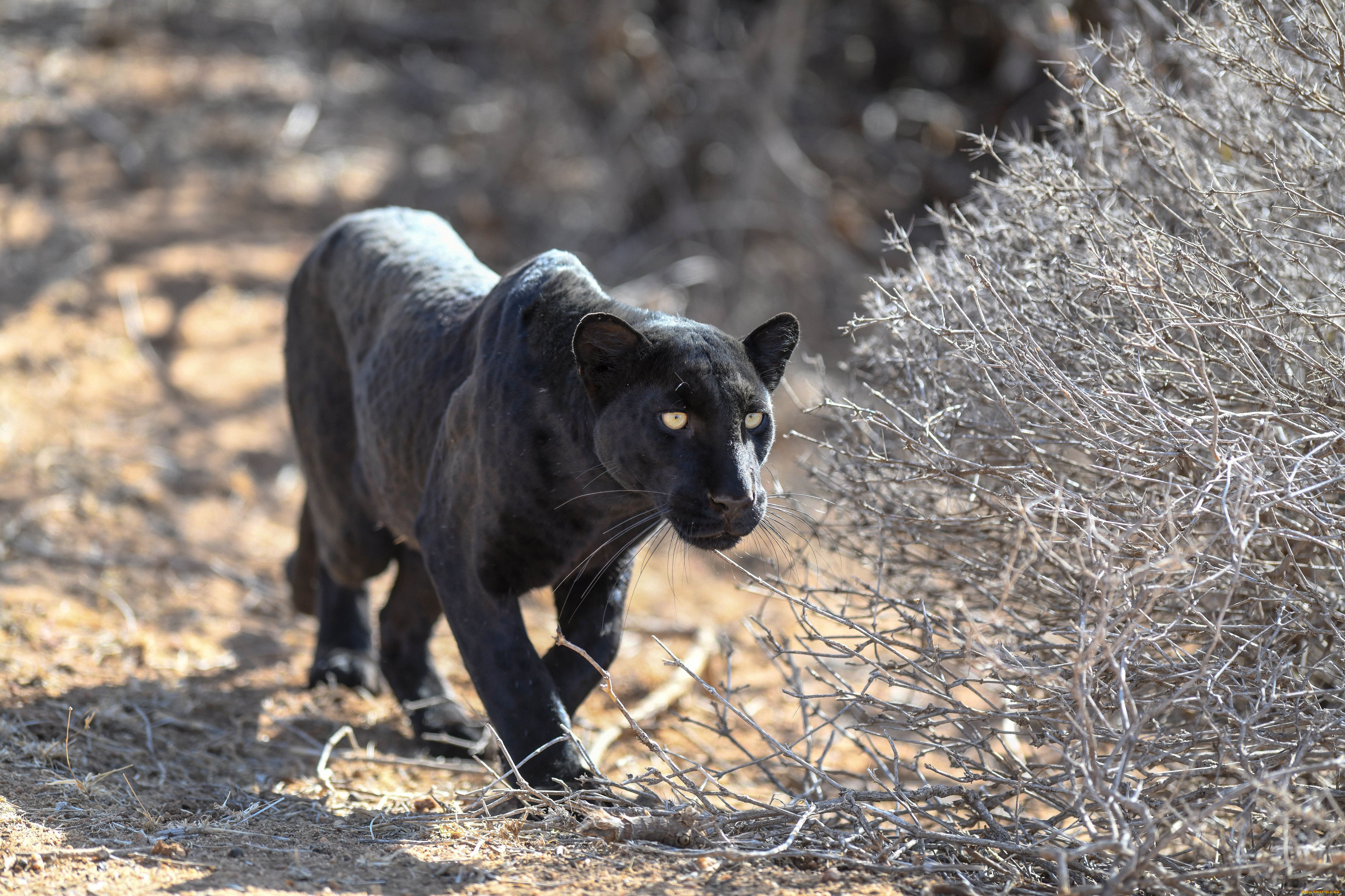 животные, пантеры, леопард, молодой, крадётся