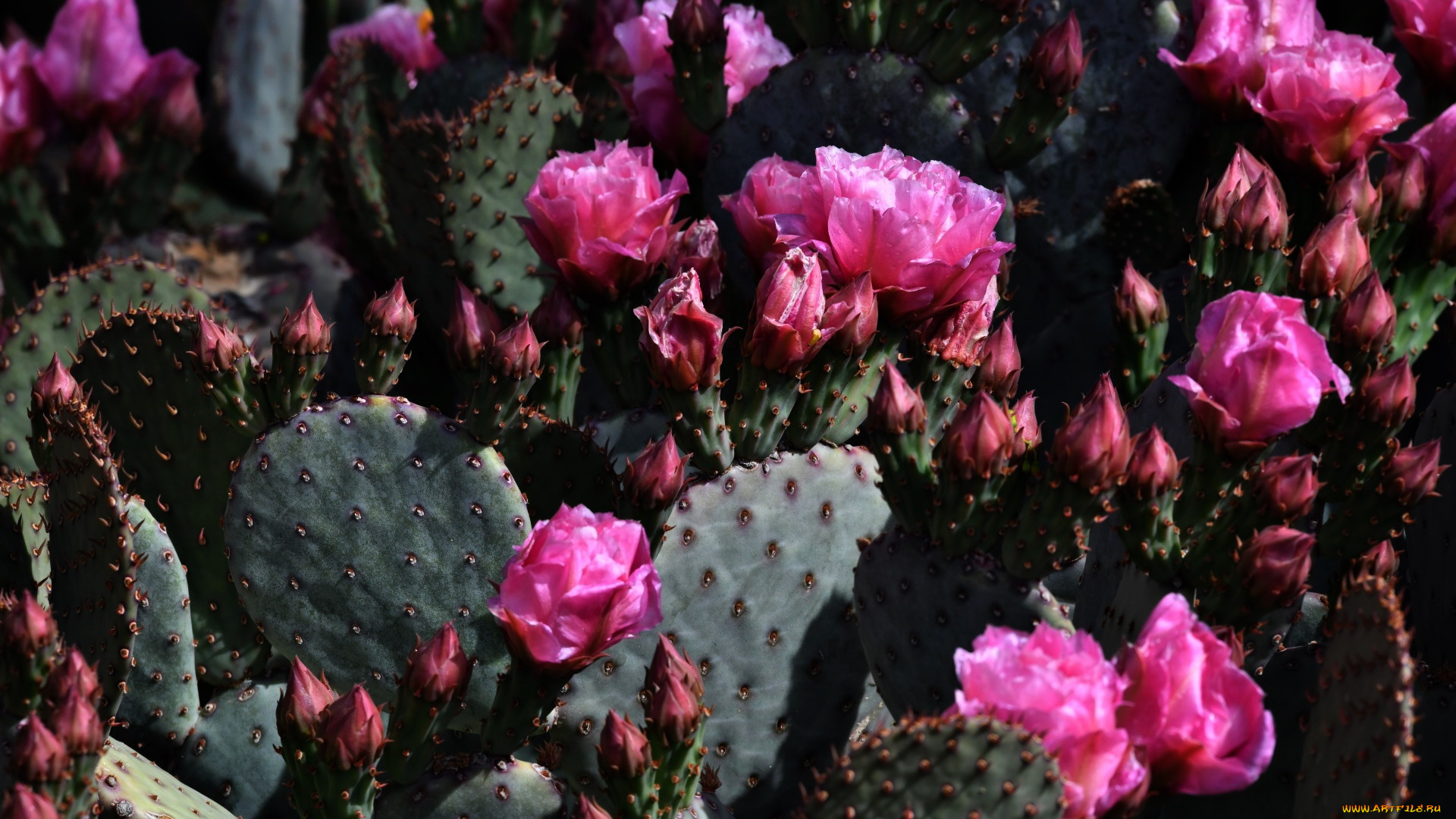 цветы, кактусы, колючки, кактус, розовые, бутоны