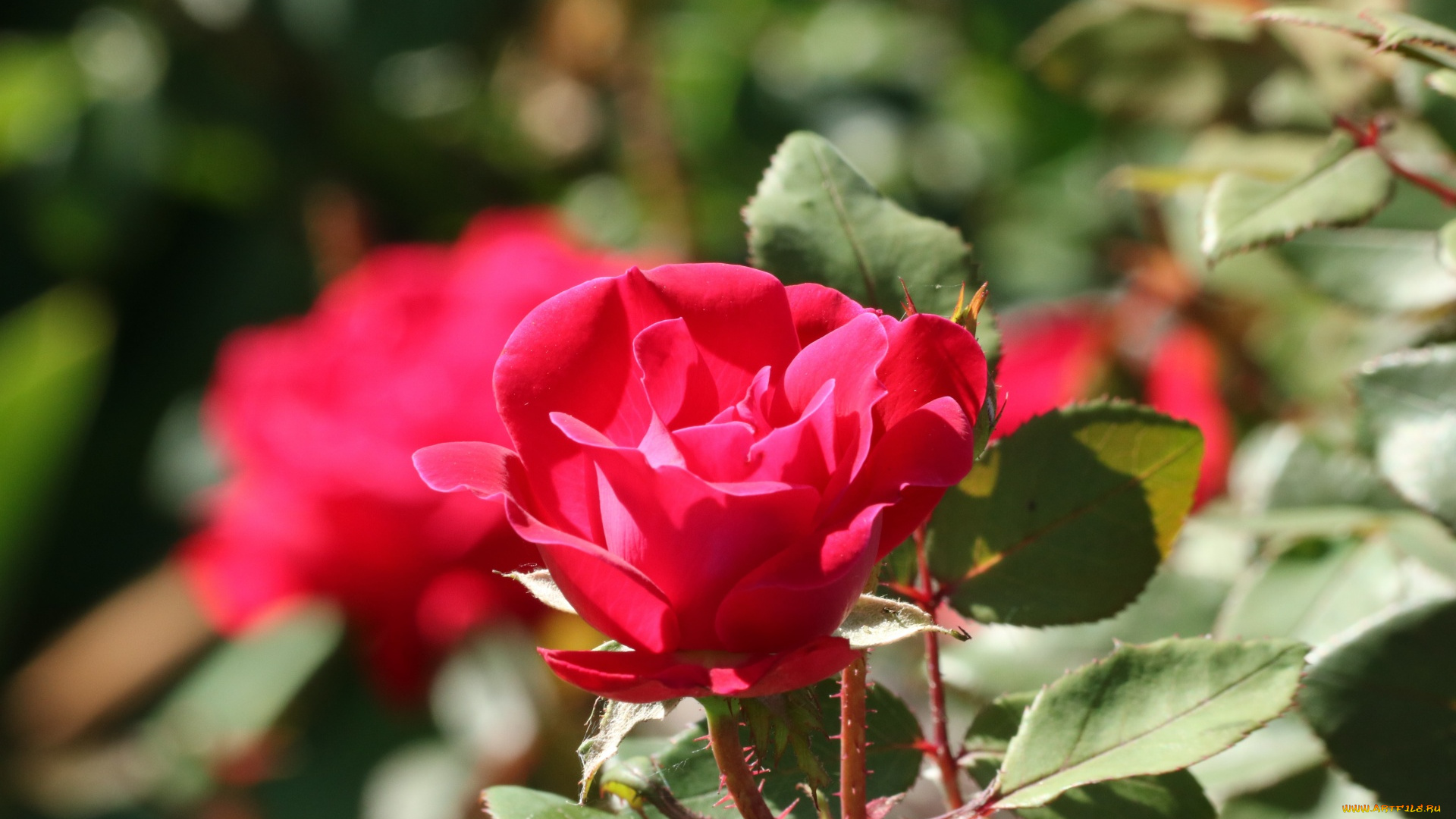 цветы, розы, розовая, роза, бутон, макро