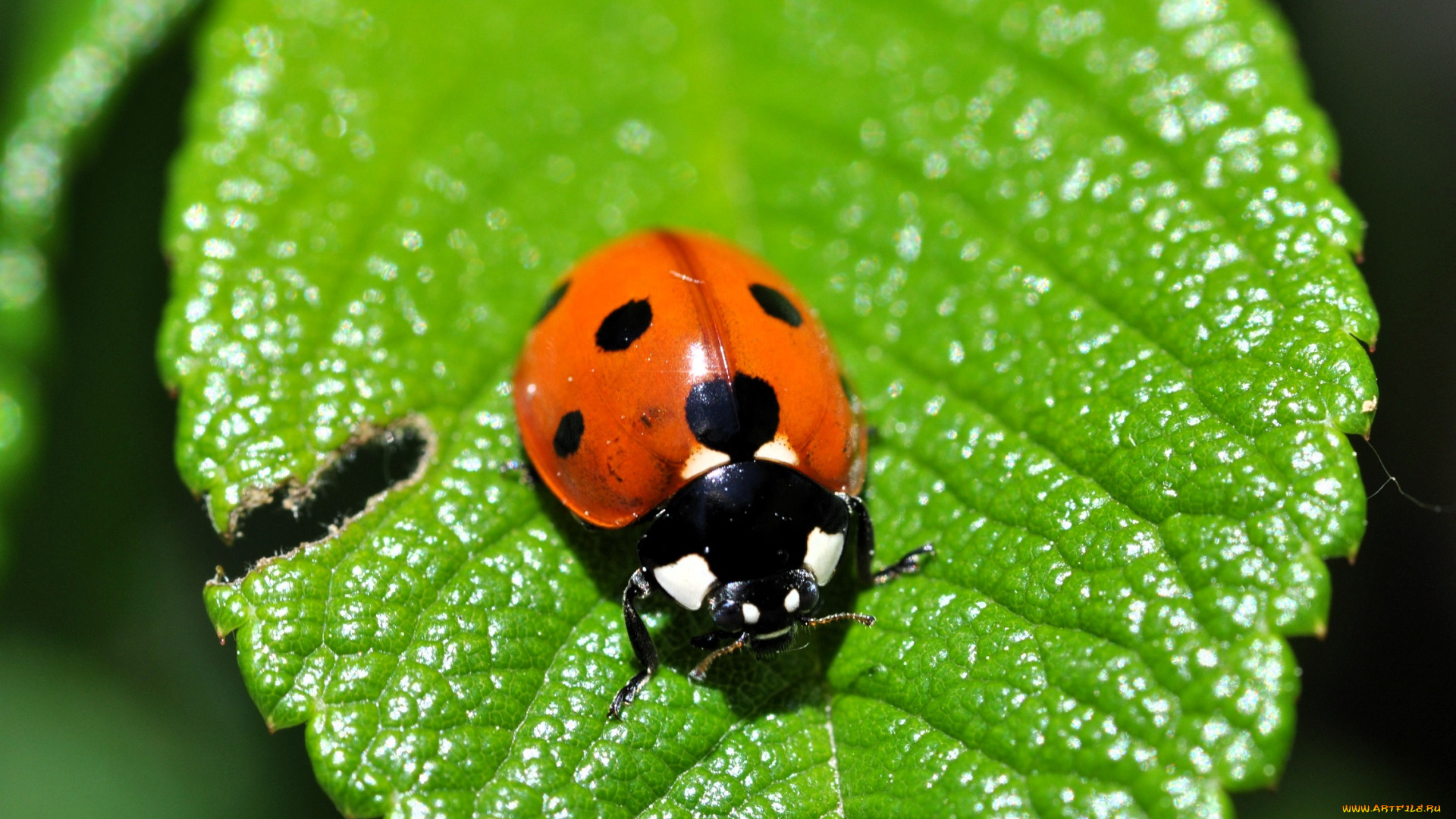 животные, божьи, коровки, божья, коровка, лист