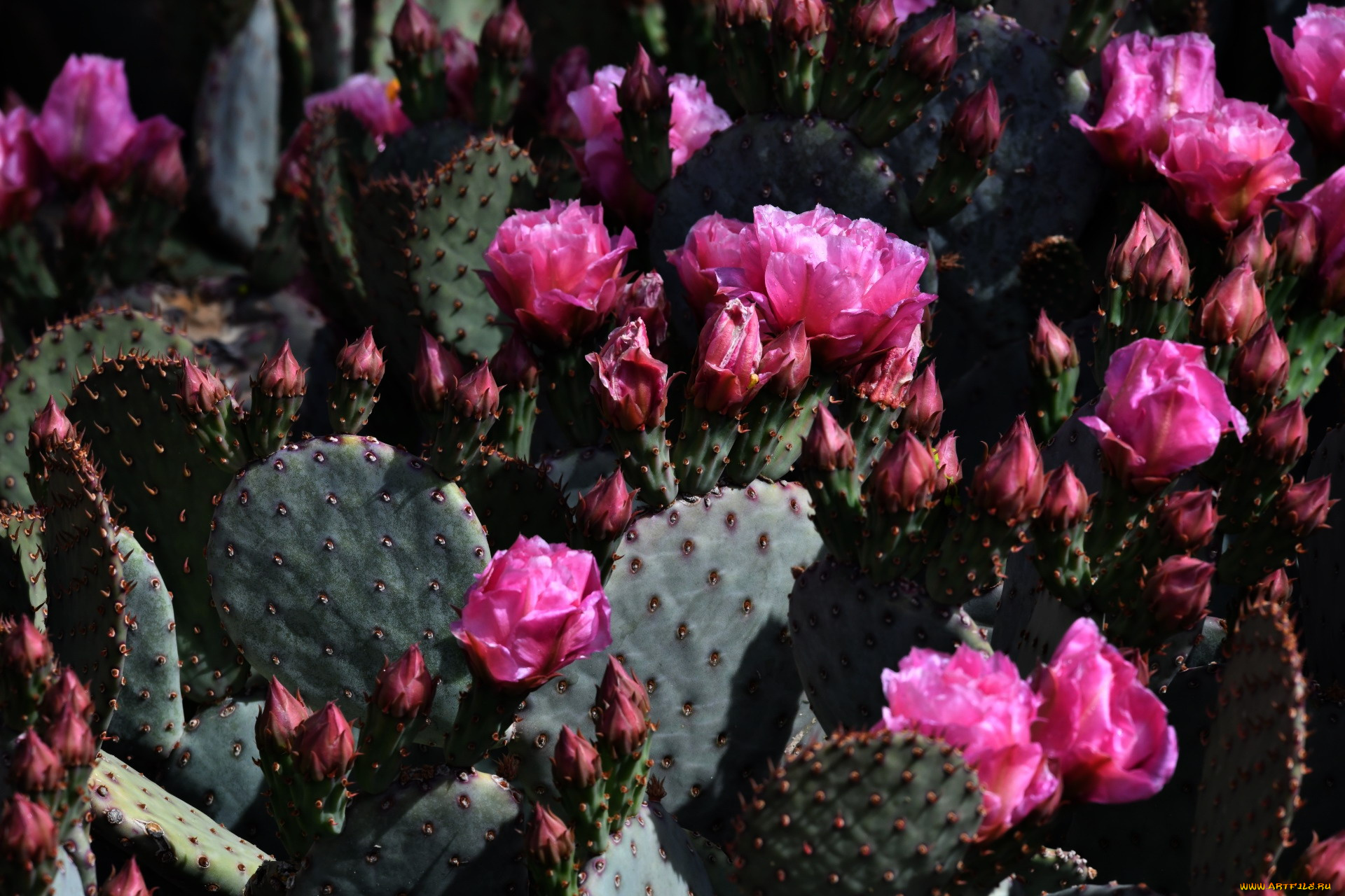 цветы, кактусы, колючки, кактус, розовые, бутоны