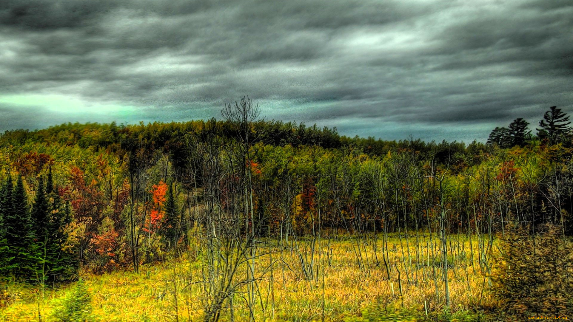 природа, лес, осень, поляна, тучи