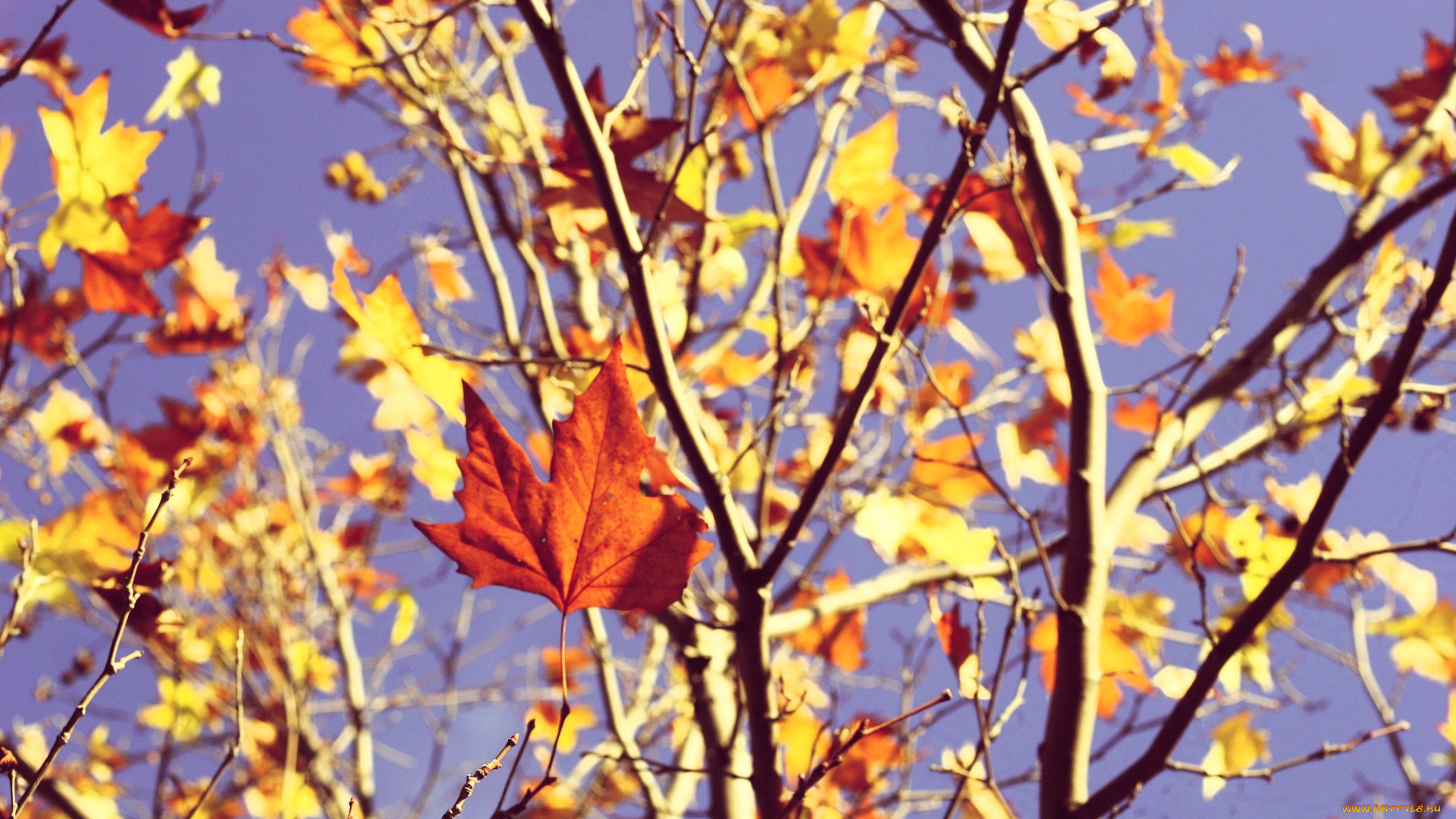 природа, листья, клен, дерево, ветки, осень