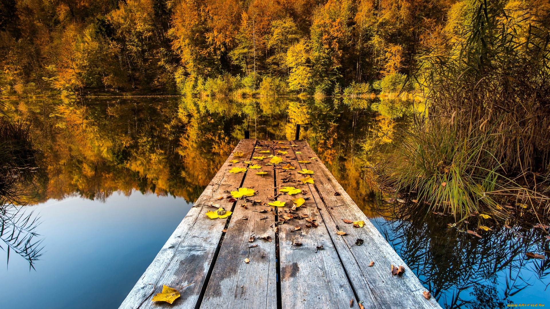 природа, реки, озера, лес, осень, озеро, листья, причал