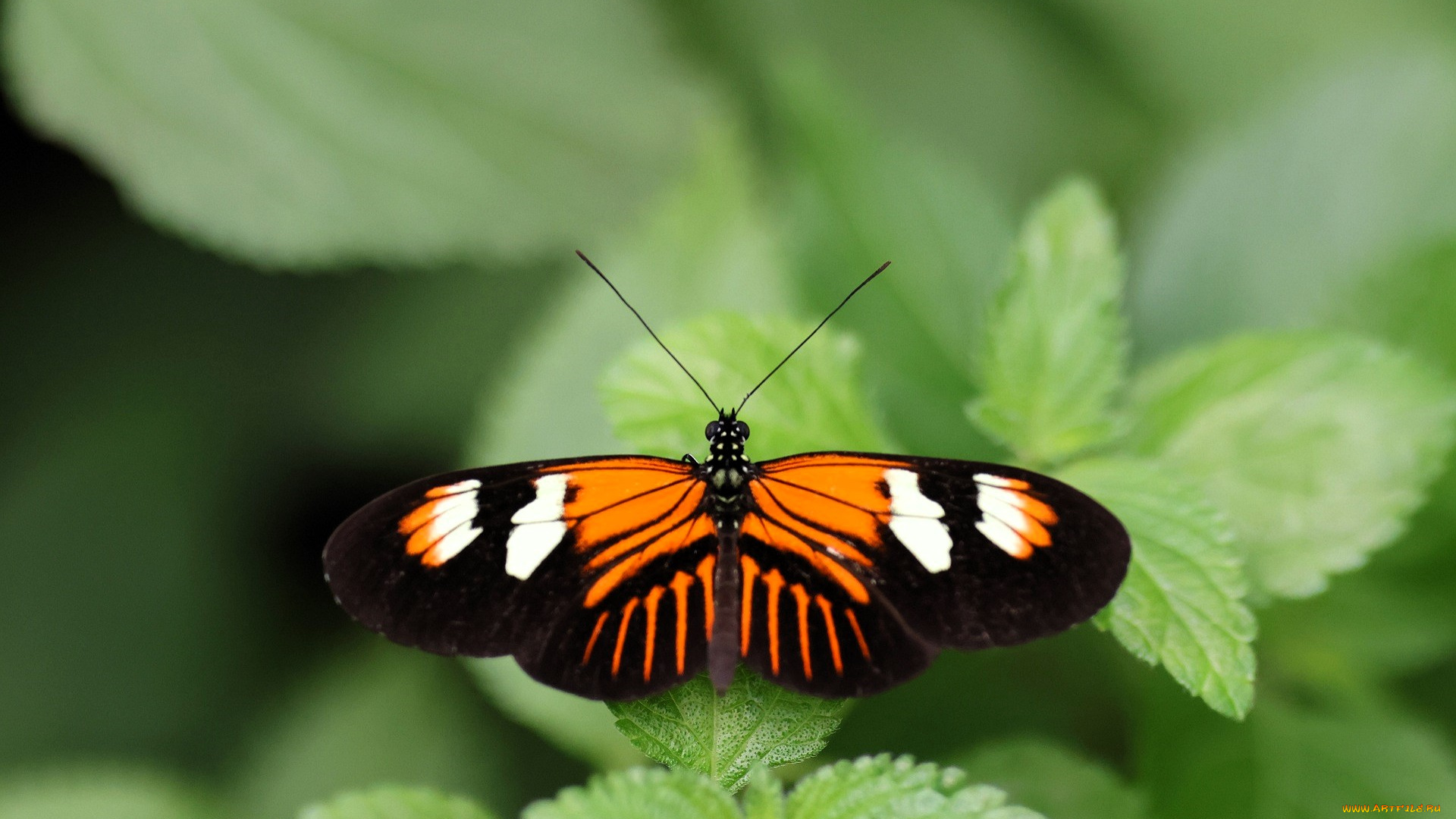 животные, бабочки, , мотыльки, , моли, бабочка, листья