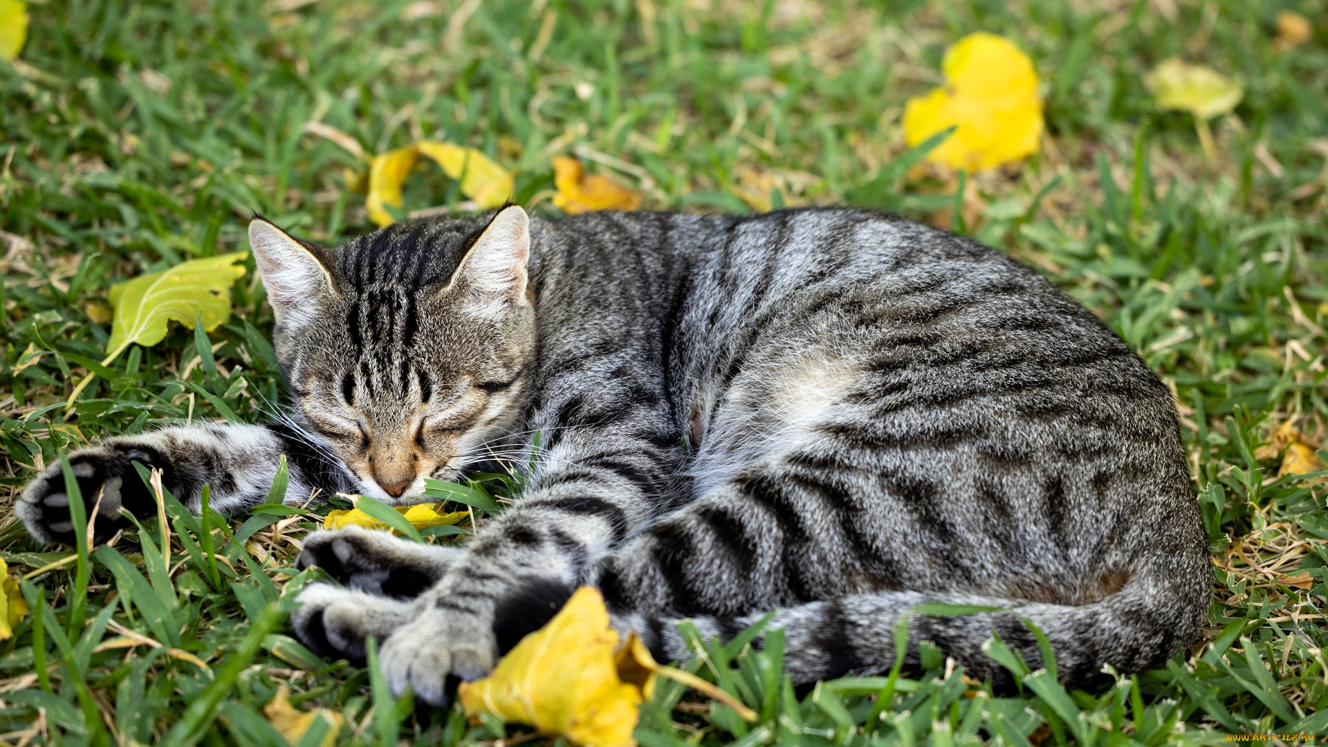 животные, коты, кот, сон, отдых, лужайка, трава, листья, осень
